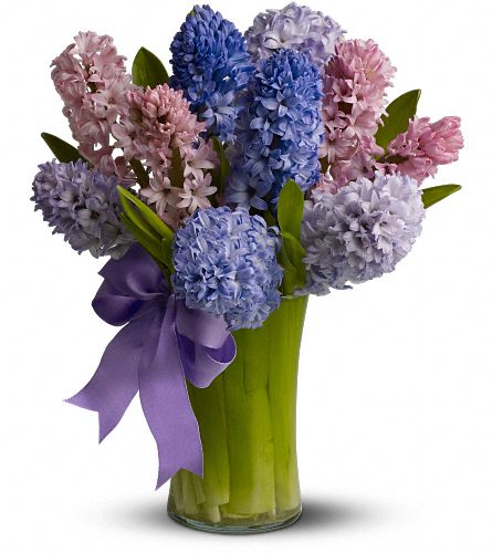 Fragrant Hyacinth, picture