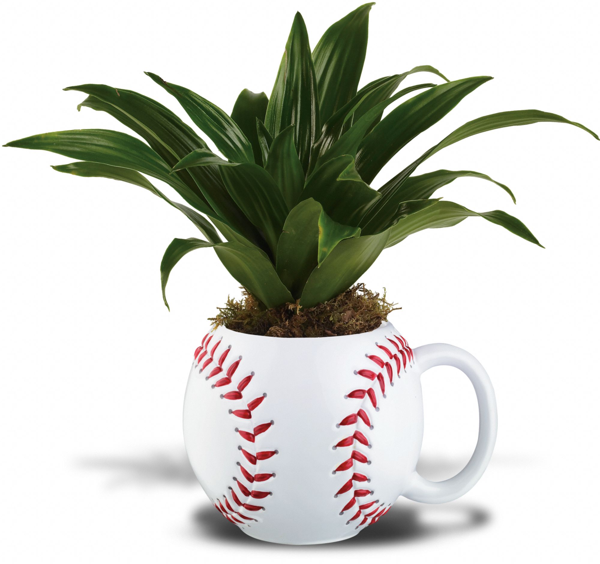 Teleflora's Line Drive Planter Flowers