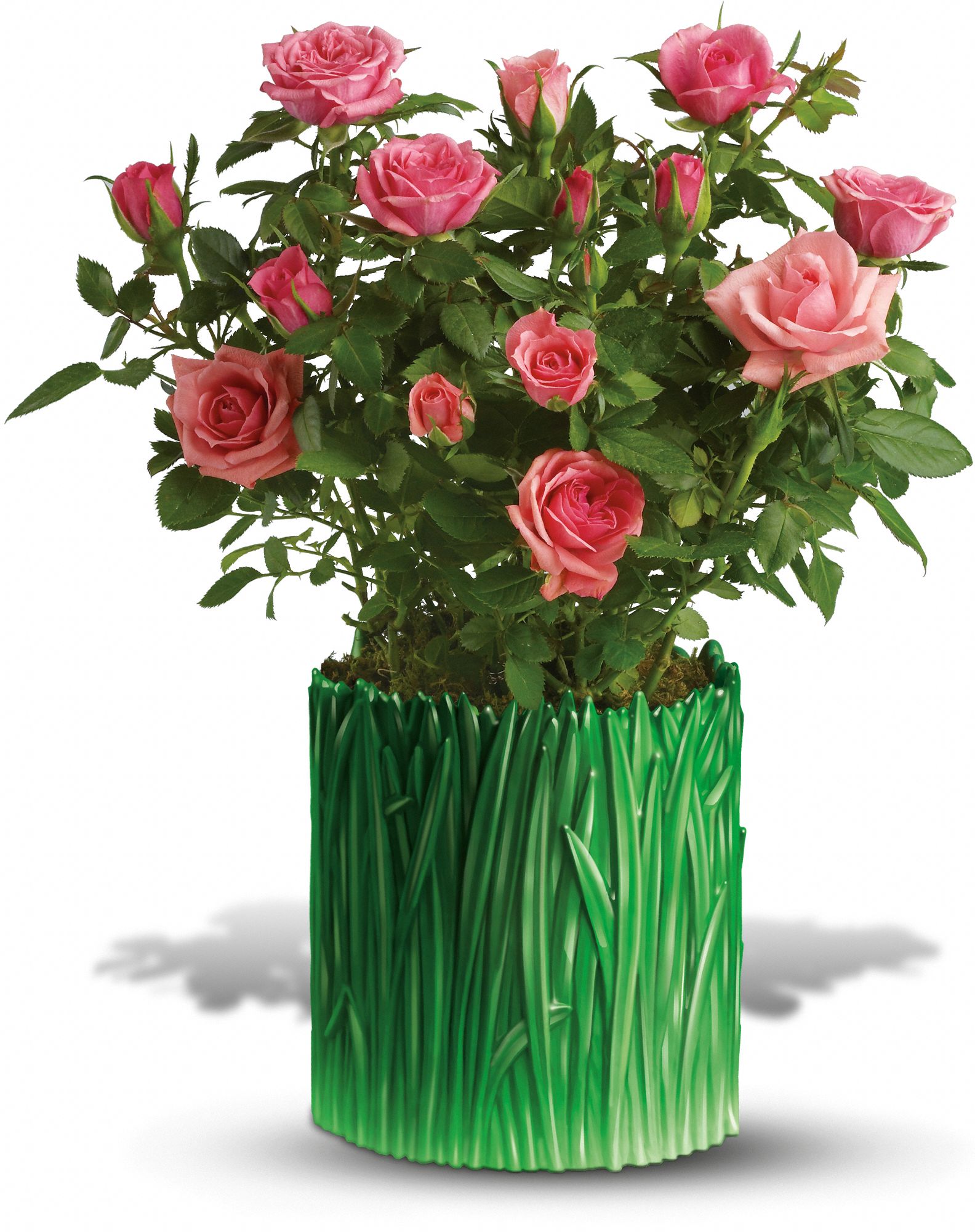 Teleflora's Grass is Greener Pink Rose Bush in Lebanon&nbsp;OH, Aretz Designs Uniquely Yours