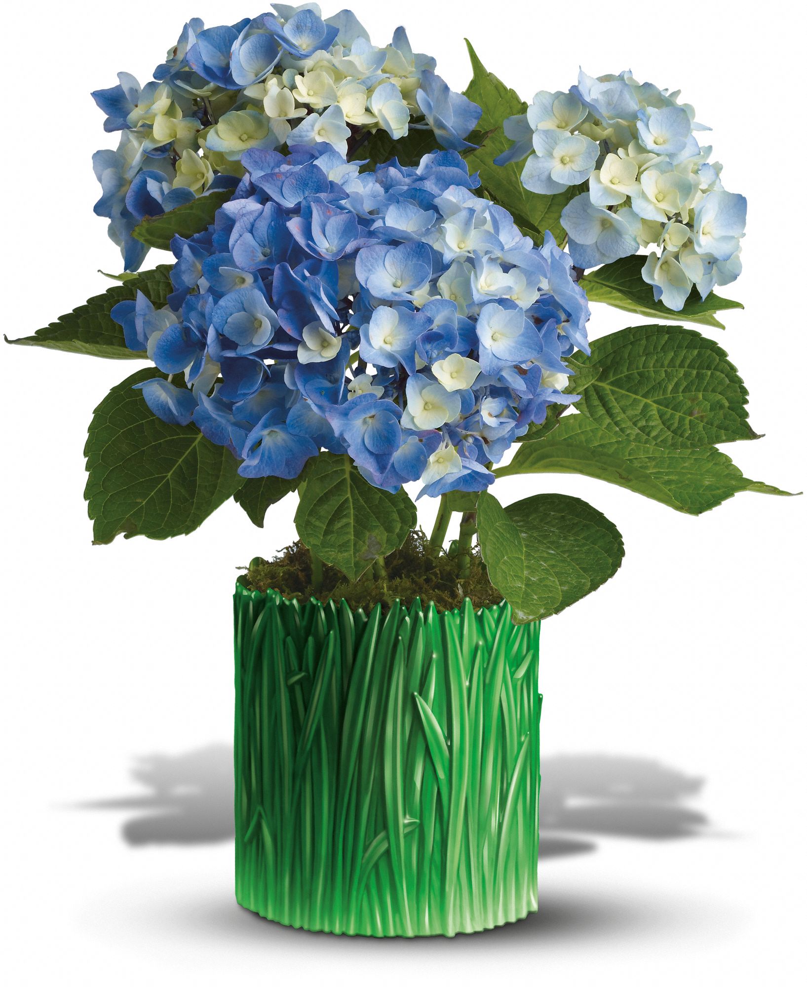 Teleflora's Grass is Greener Blue Hydrangea in Lebanon&nbsp;OH, Aretz Designs Uniquely Yours