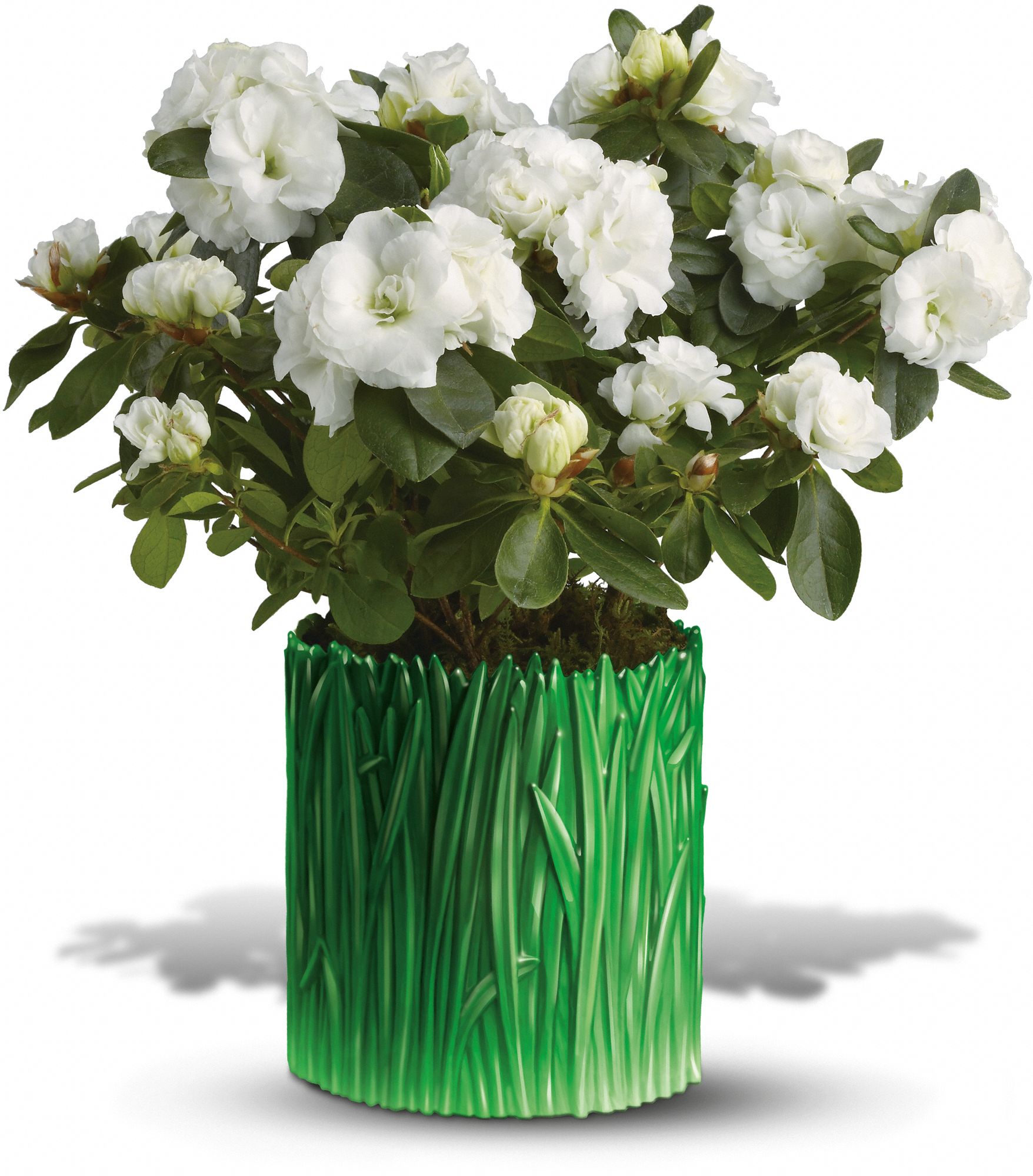 Teleflora's Grass is Greener White Azalea in Lebanon&nbsp;OH, Aretz Designs Uniquely Yours