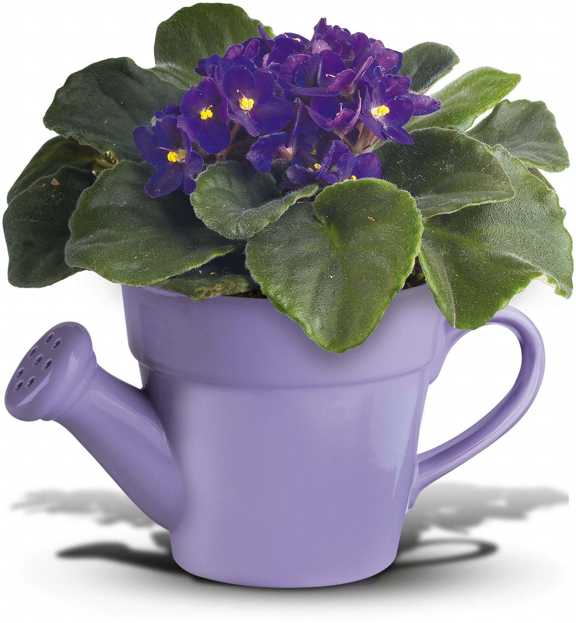 Teleflora's Spring Showers African Violet in Lebanon&nbsp;OH, Aretz Designs Uniquely Yours