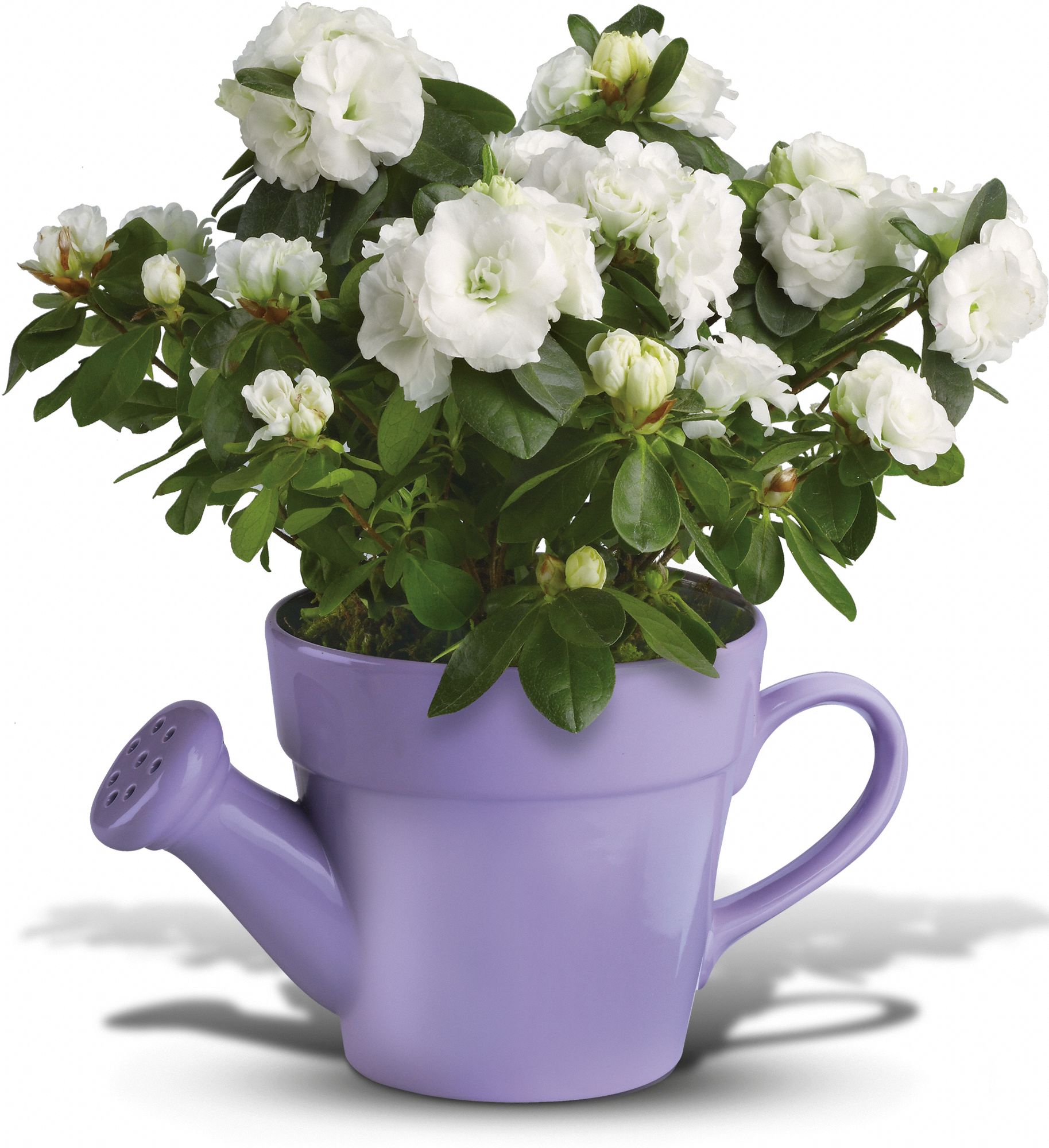 Teleflora's Spring Showers White Azalea in Lebanon&nbsp;OH, Aretz Designs Uniquely Yours
