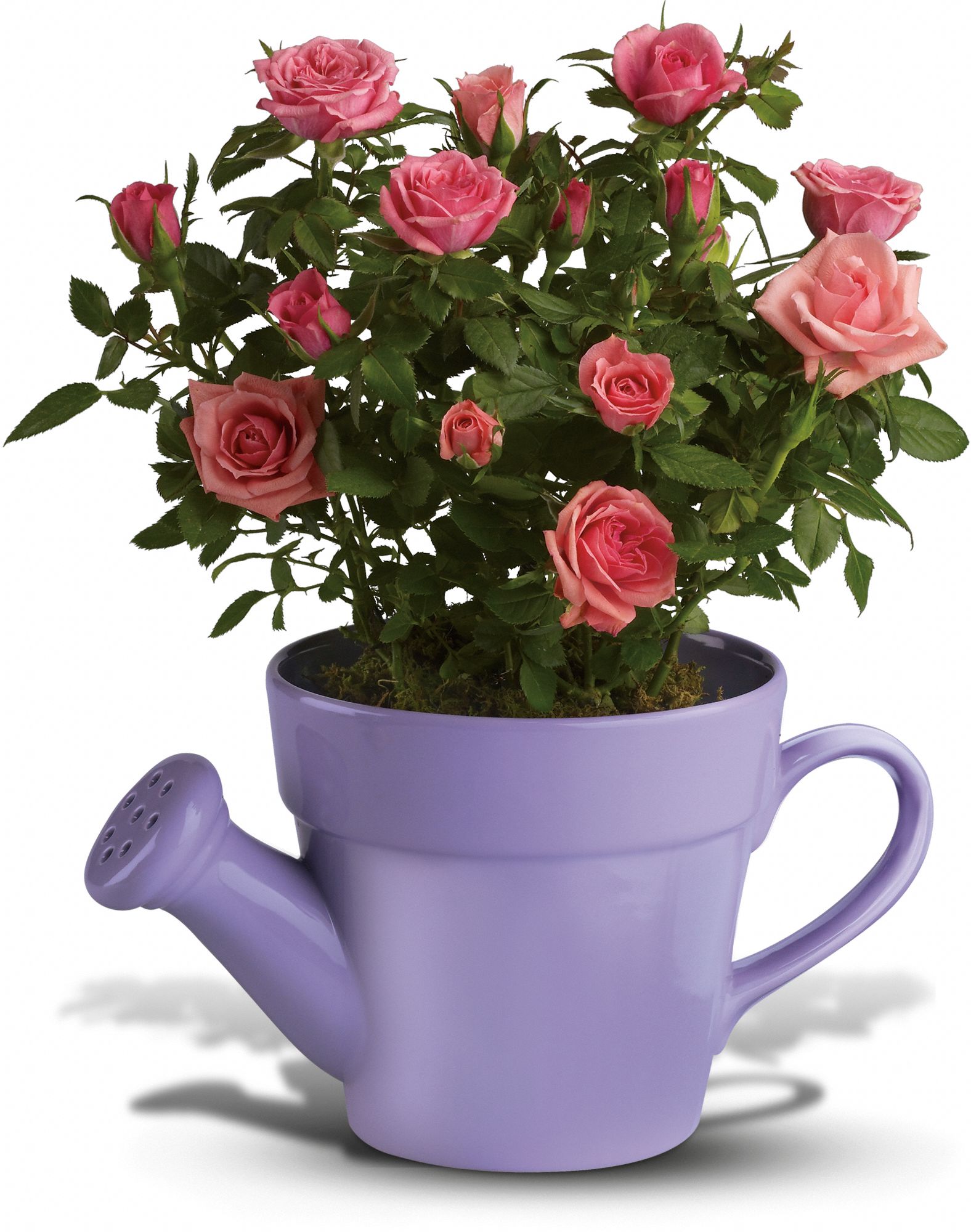 Teleflora's Spring Showers Pink Rose Bush in Lebanon&nbsp;OH, Aretz Designs Uniquely Yours