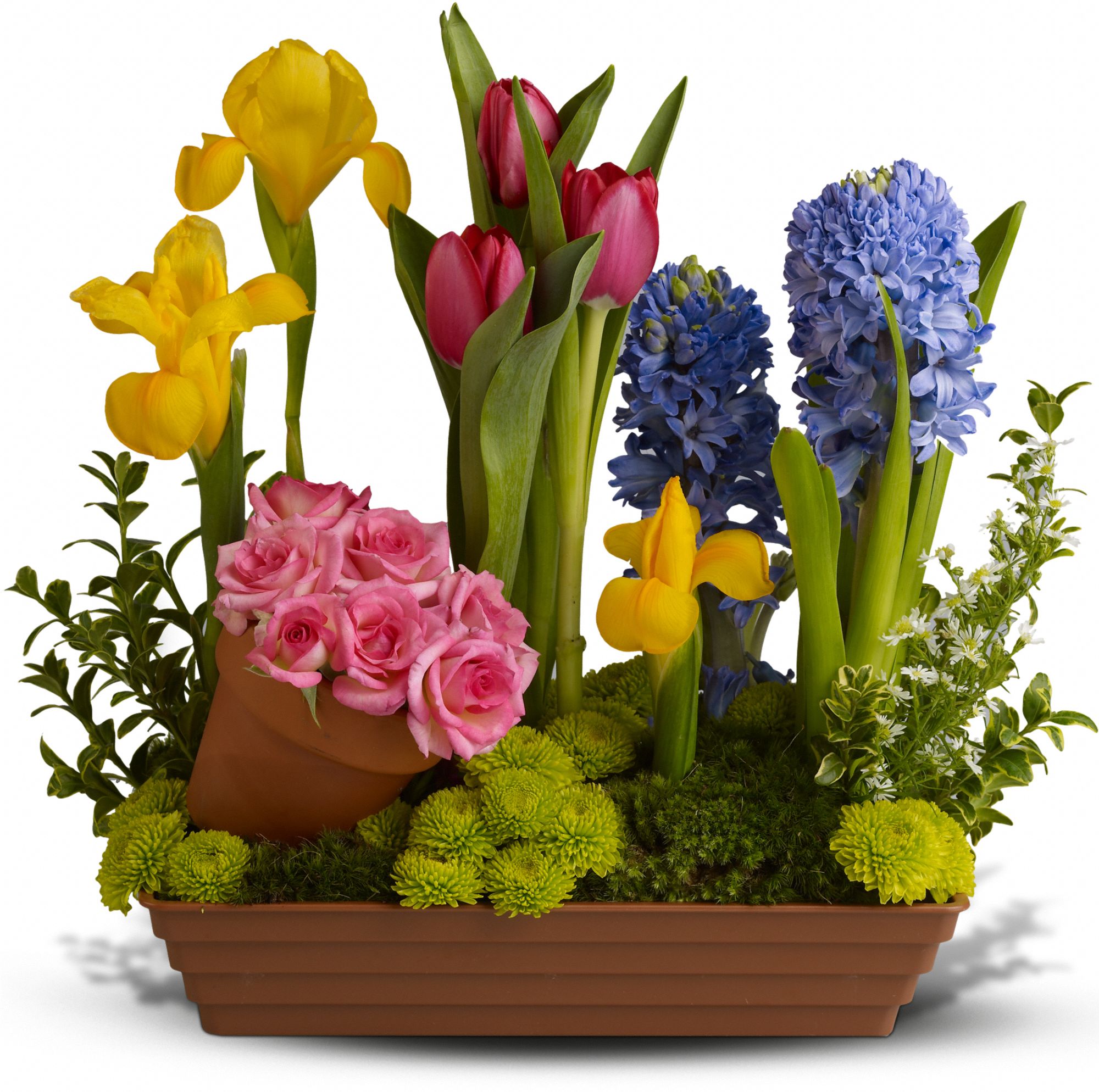 Spring Favorites in Etobicoke&nbsp;ON, Mayflower Displays