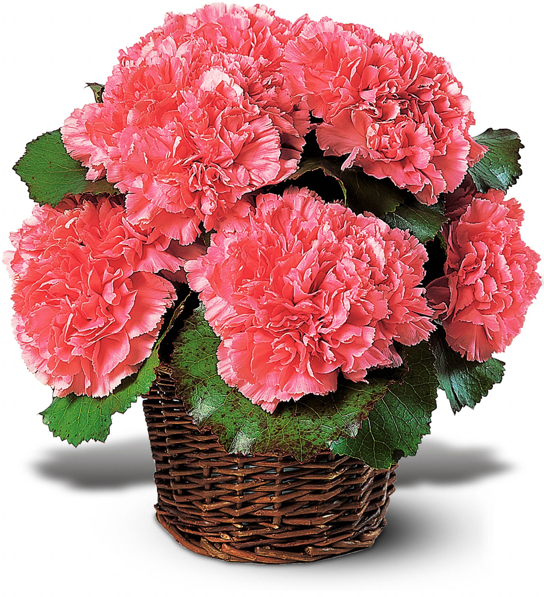 Carnation Expression graphic