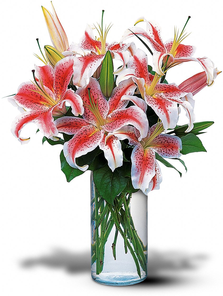 Lovely Lilies graphic