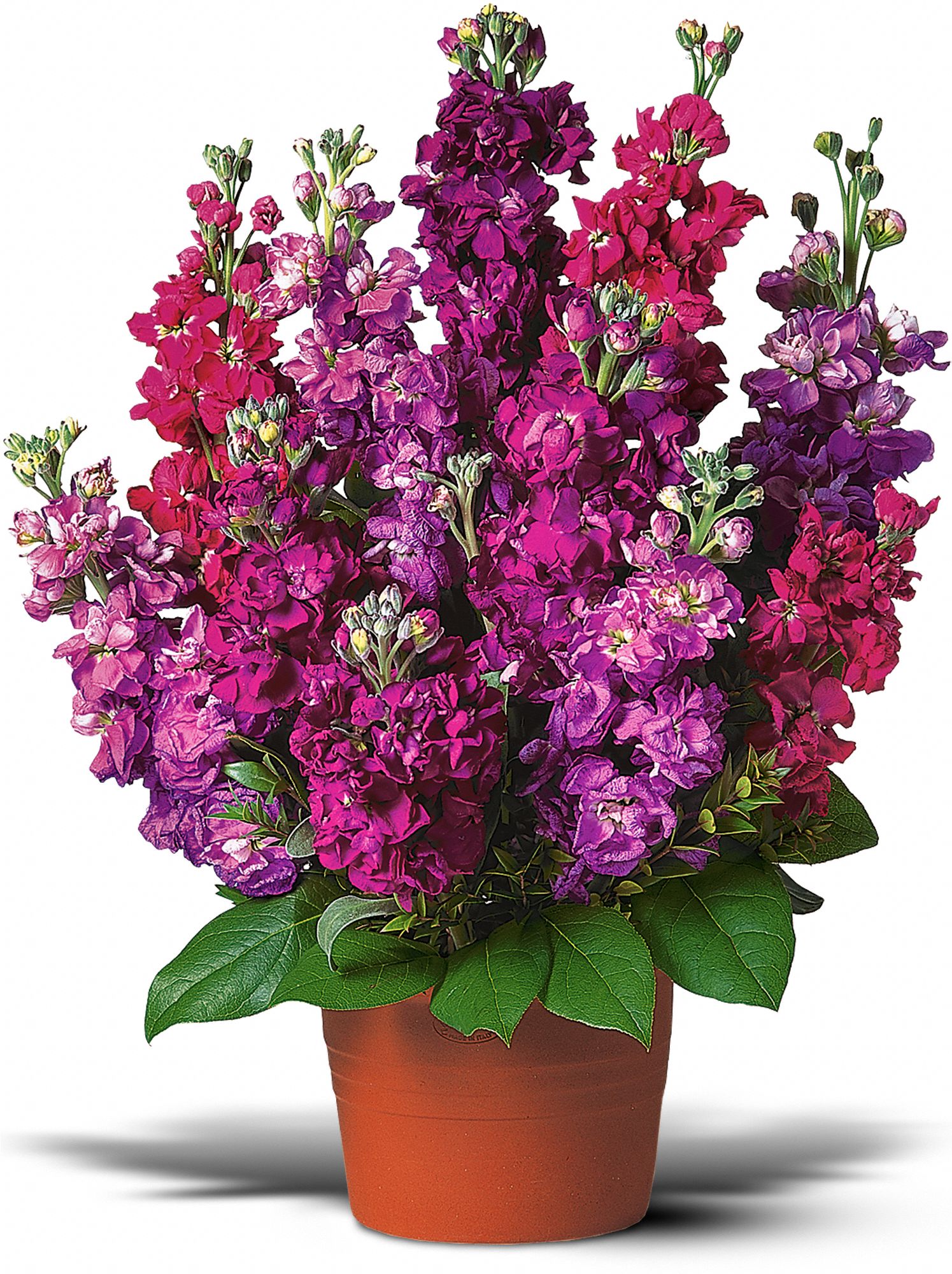 Bring on the Cheer in Indianapolis IN Gillespie Florists