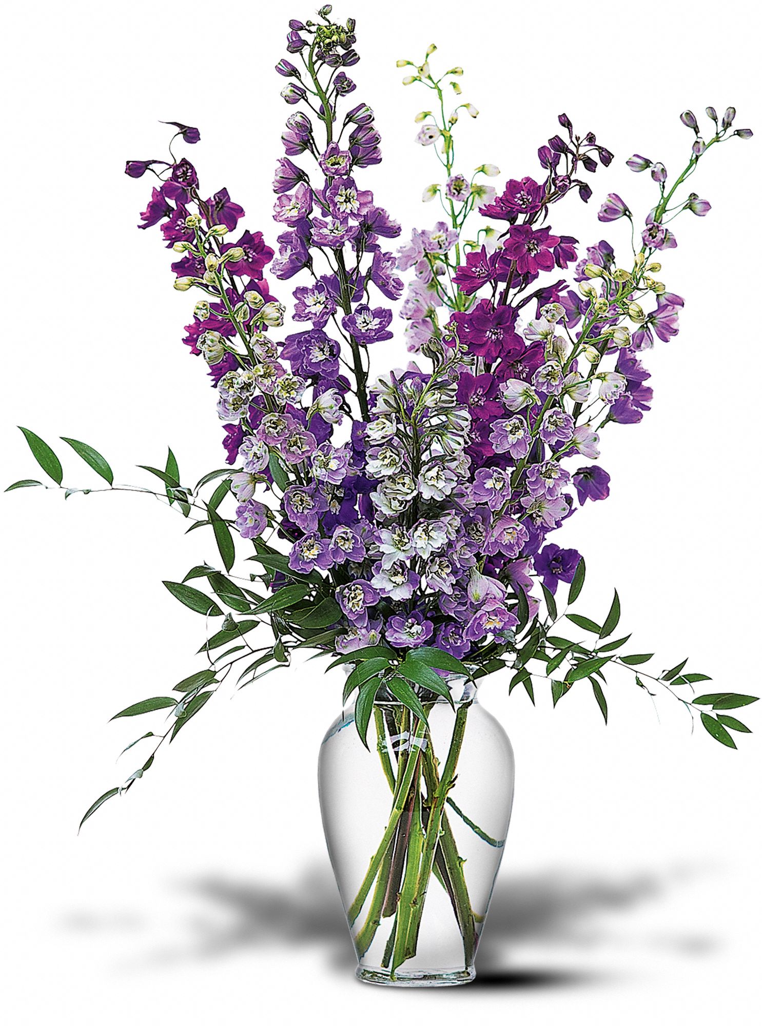 Delphinium Dreams graphic