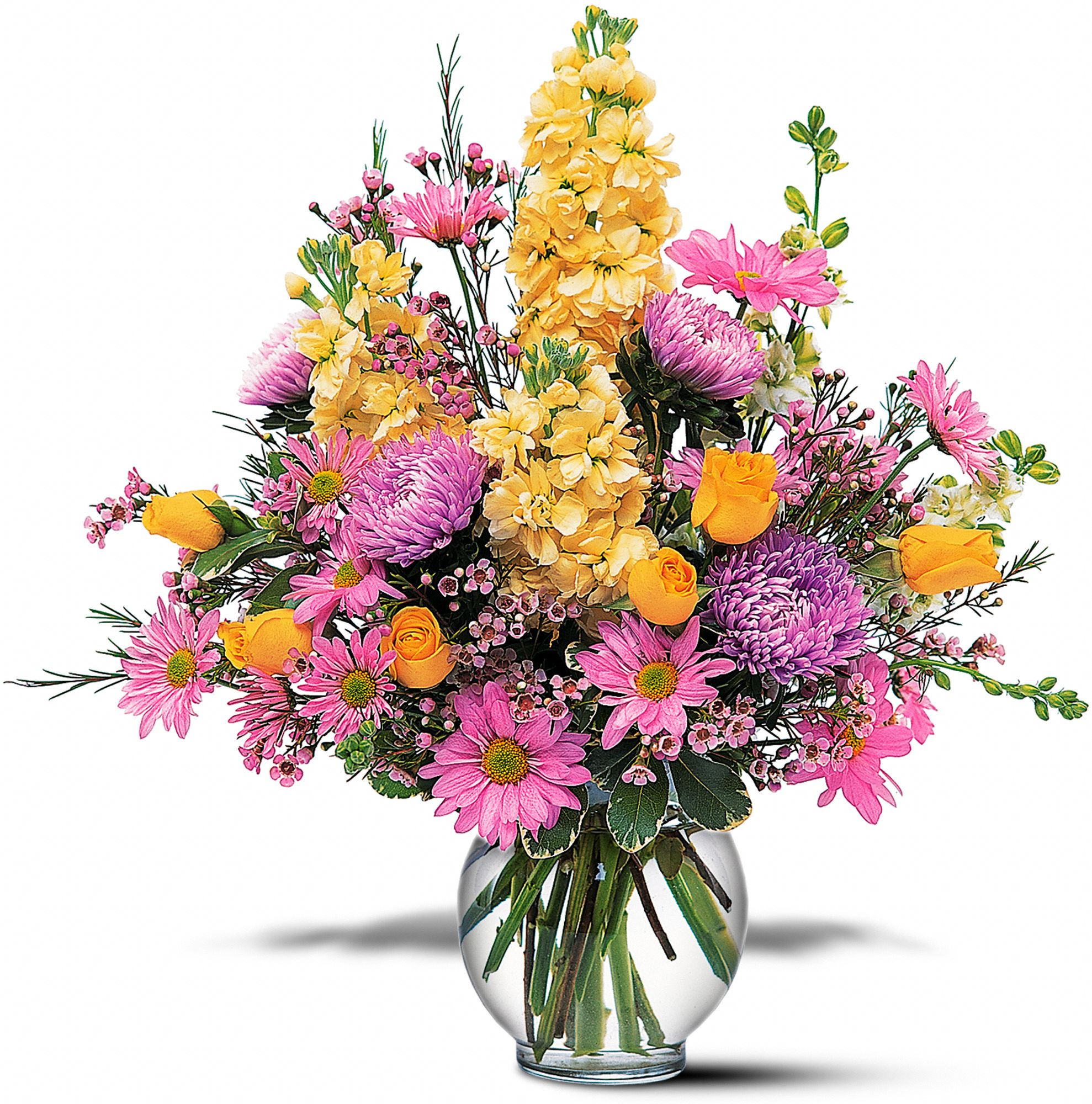 Yellow and Lavender Delight graphic