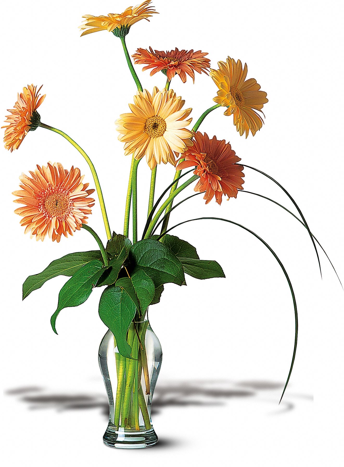Grand Gerberas, picture