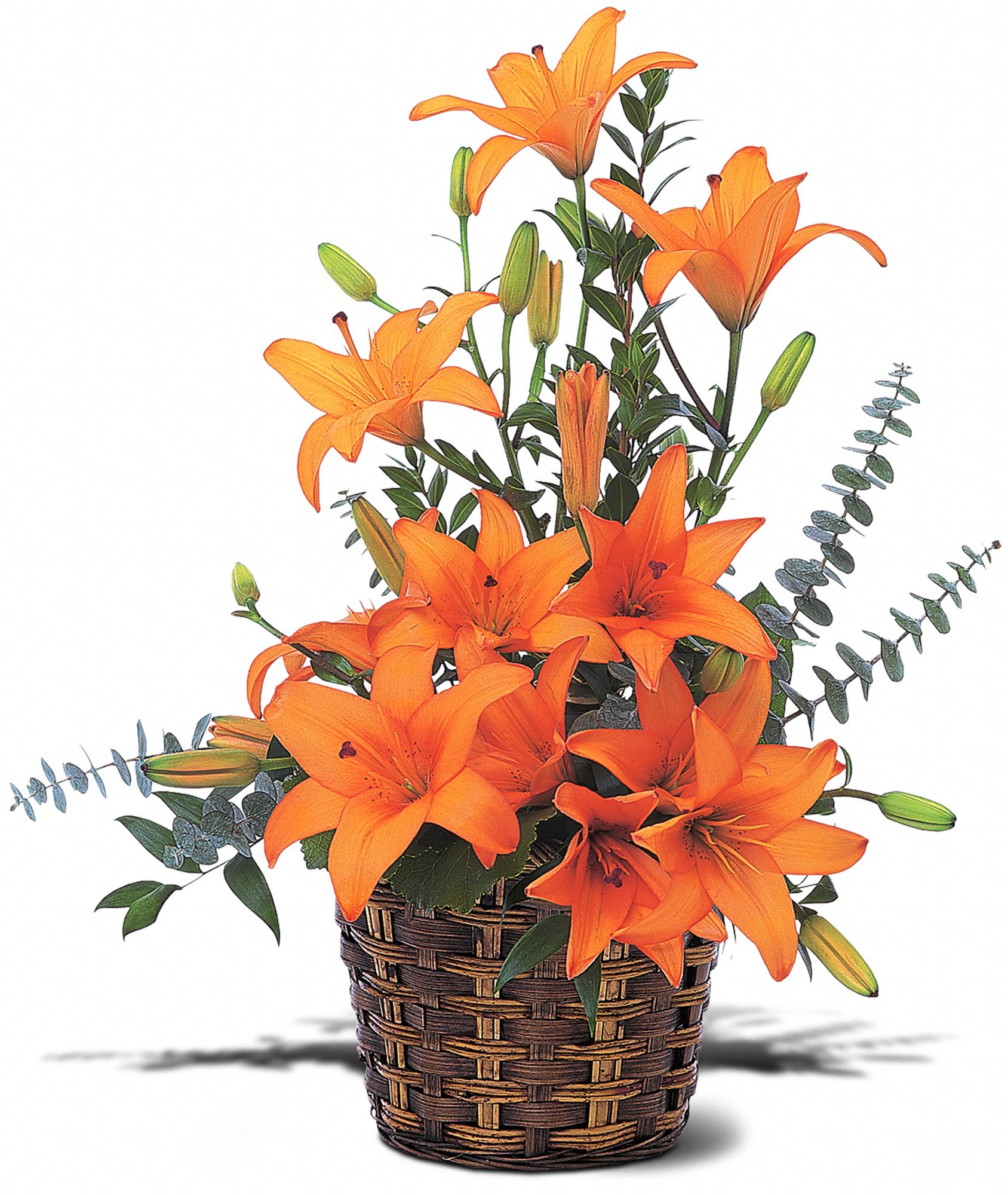 Asiatic Lilies graphic
