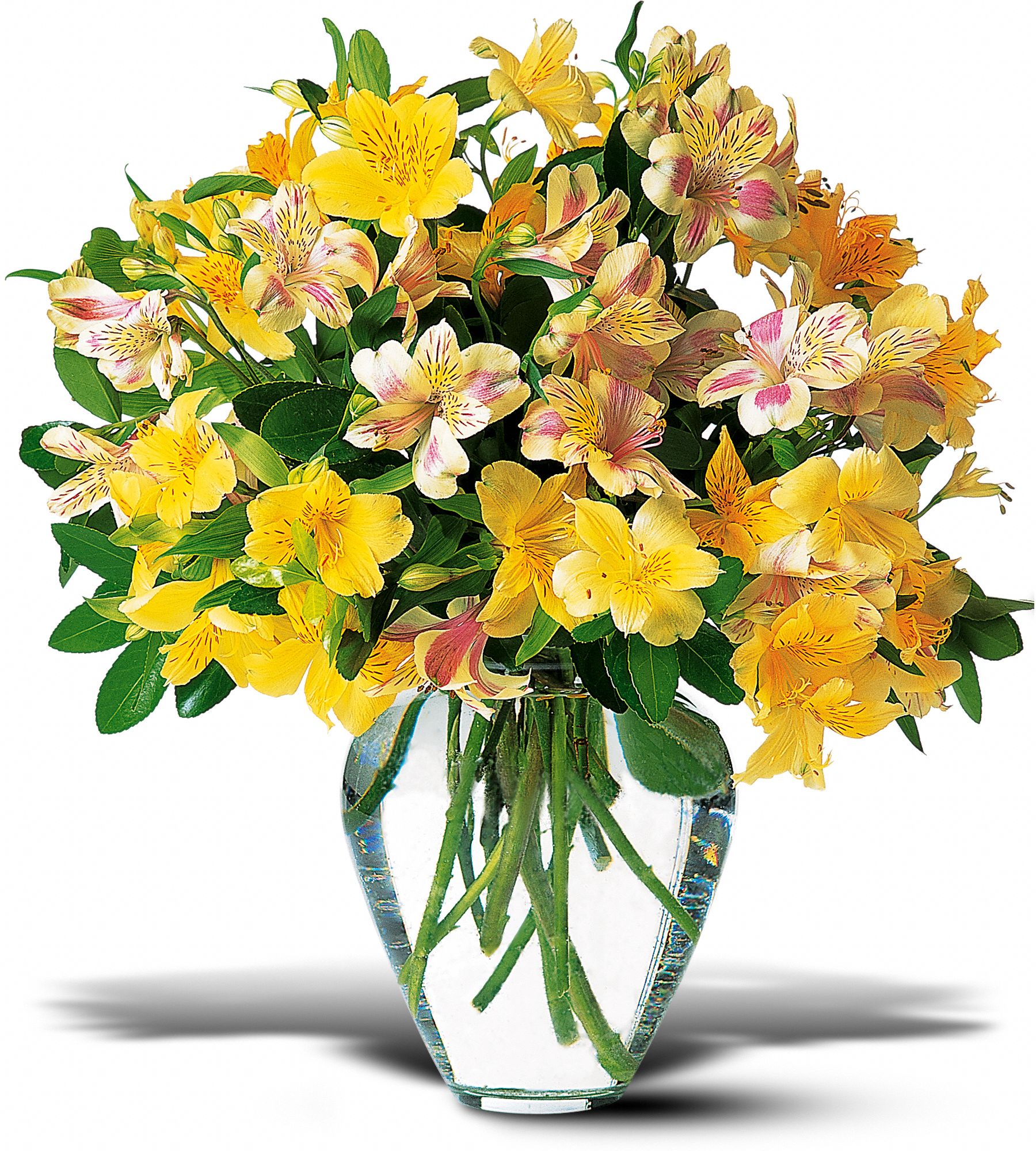 Sparkling Alstroemeria, picture