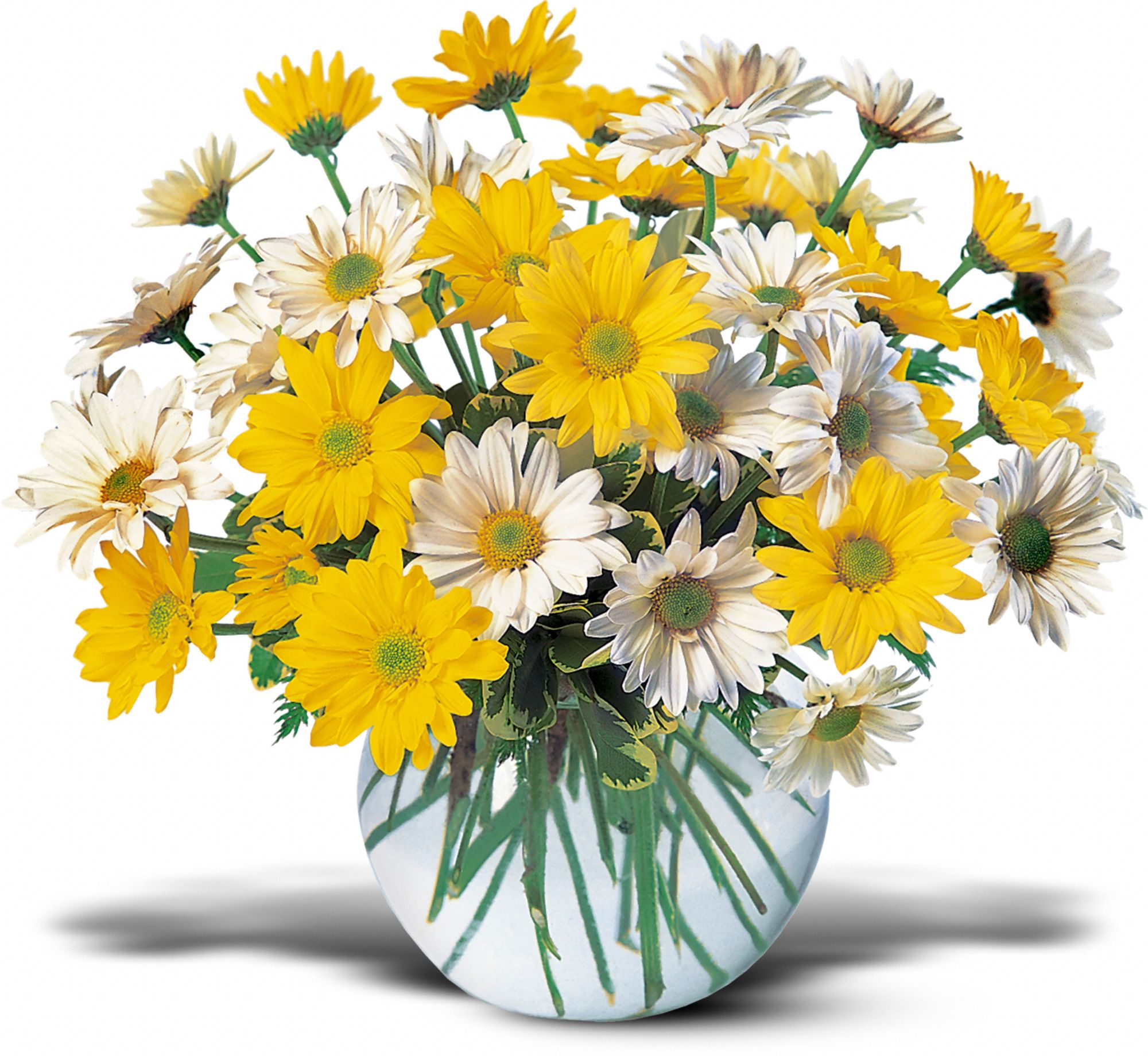 Dashing Daisies, picture