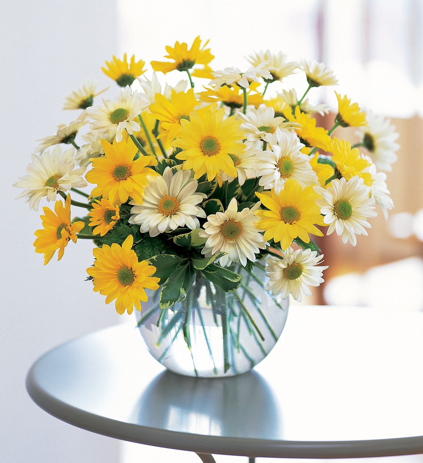 Dashing Daisies Flowers