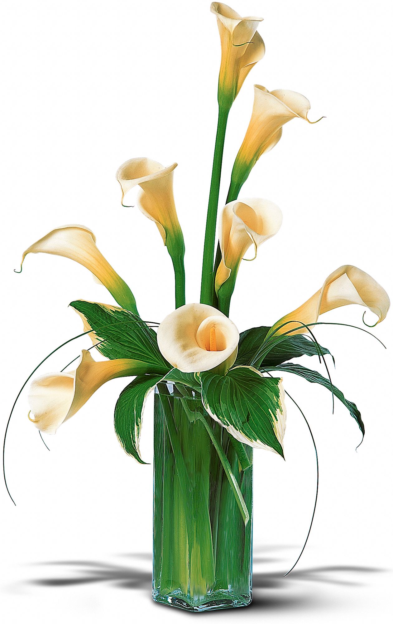 White Callas graphic
