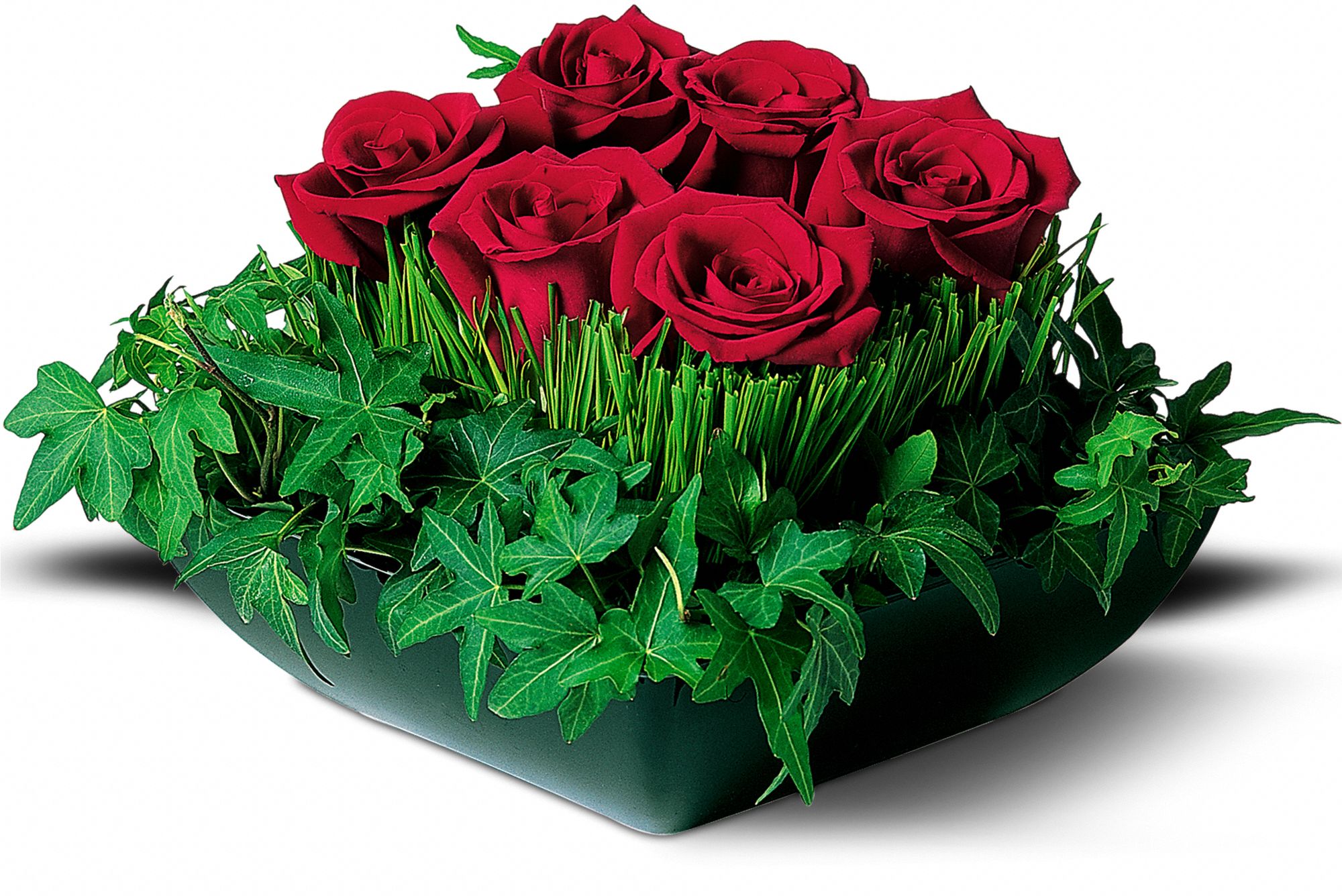 Simply Roses graphic