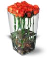 Orange Roses with River Rocks in Parma OH Ed Pawlak & Son Florists