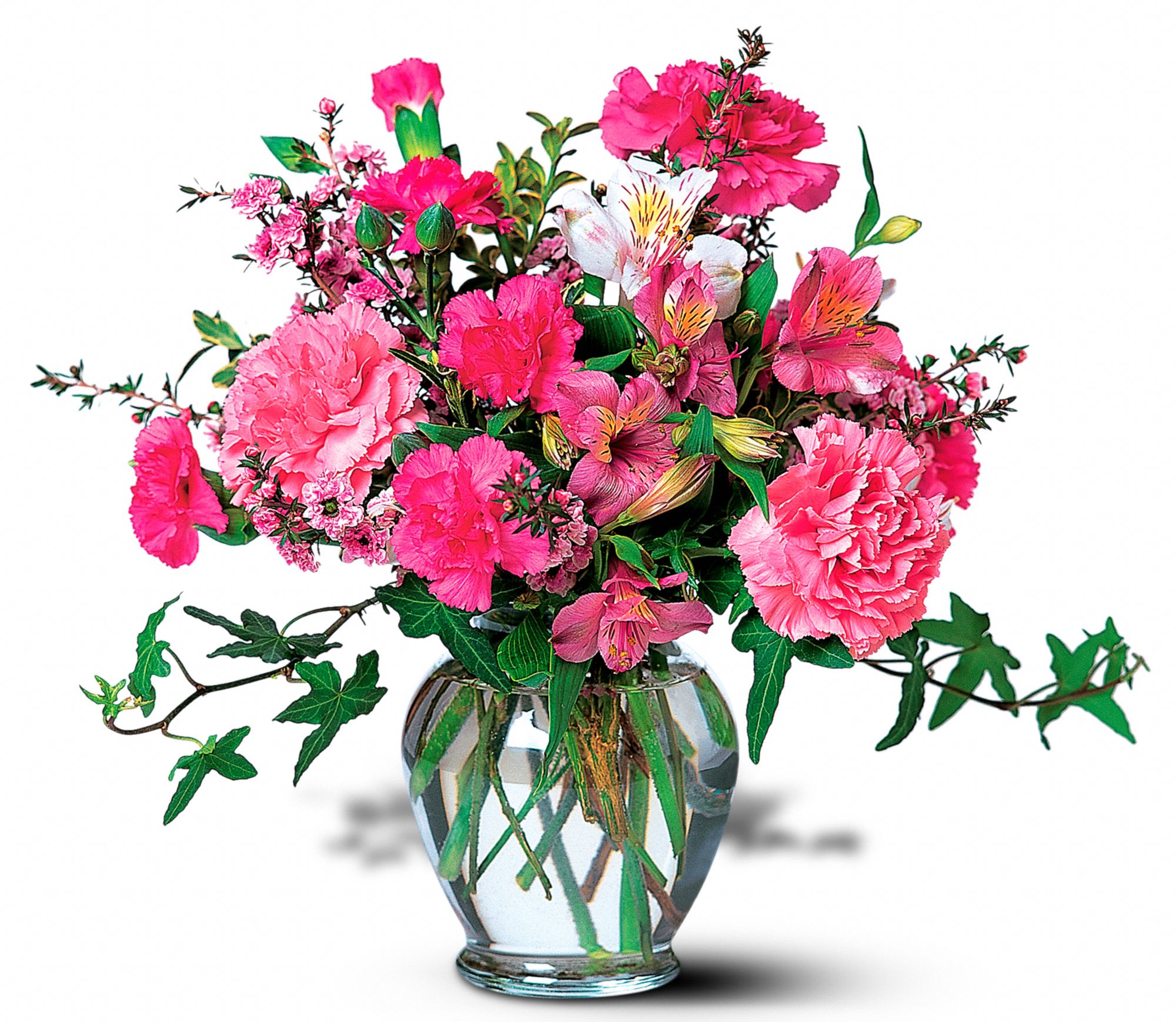 Cheerful Carnations graphic
