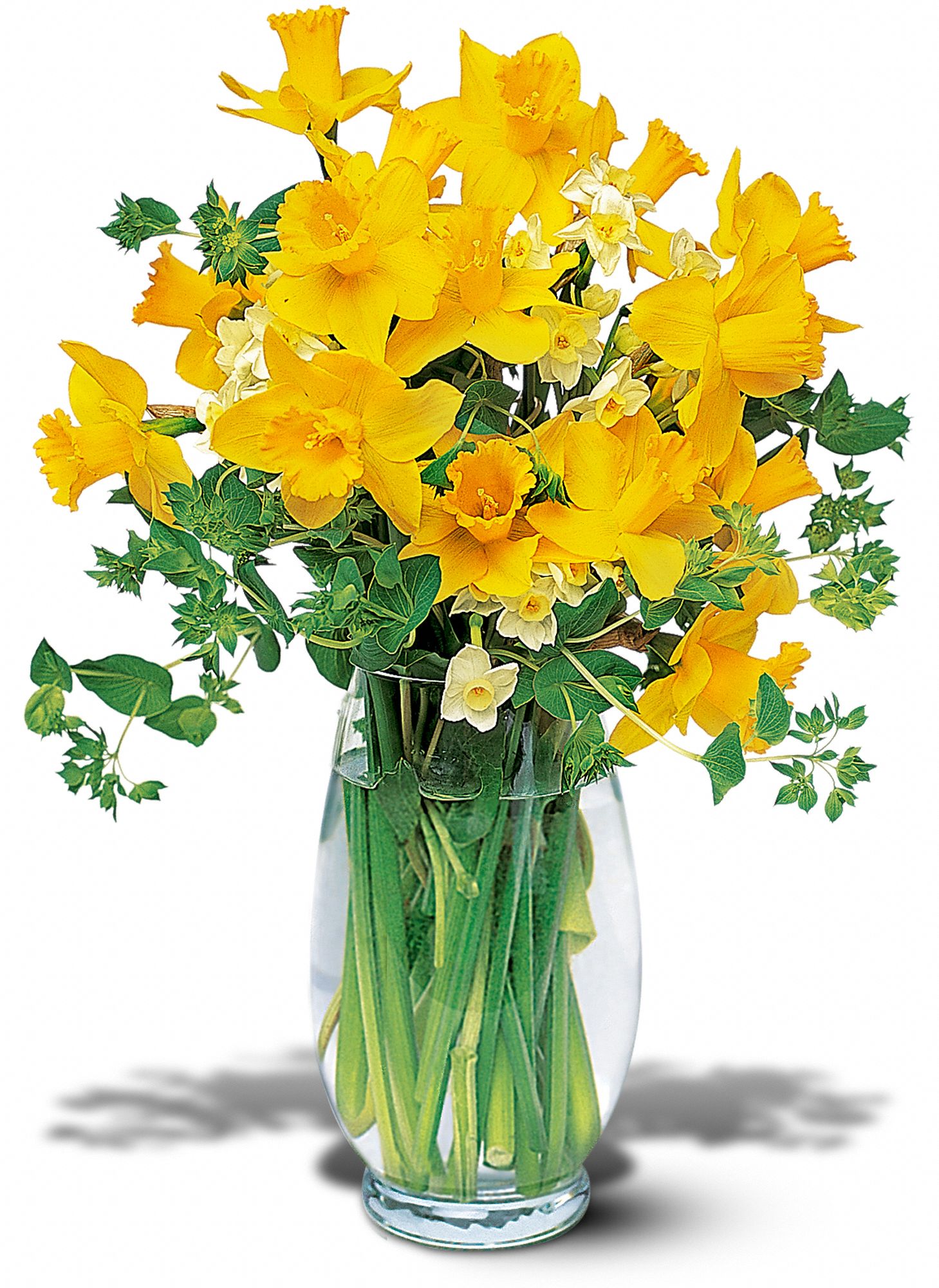 Charming Daffodils in New Port Richey&nbsp;FL, Cottage Florist Of Trinity