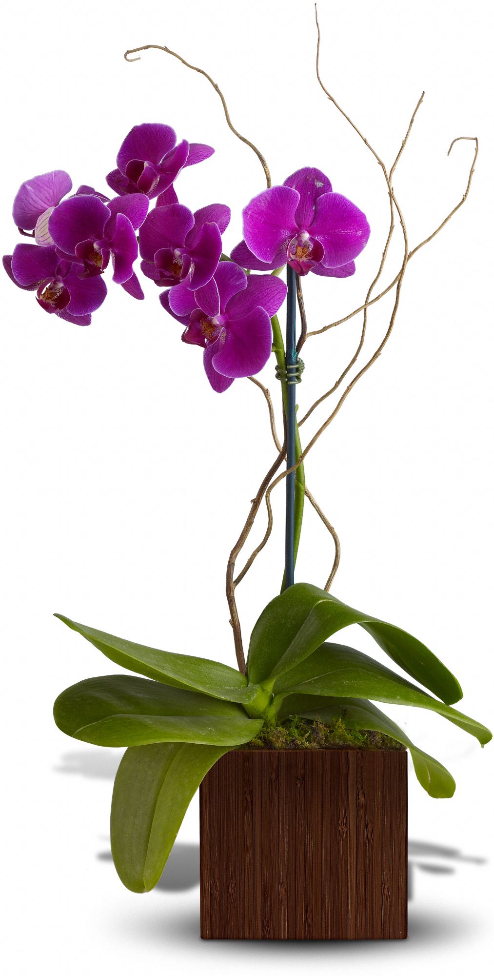 Teleflora's Bamboo Elegance Flowers