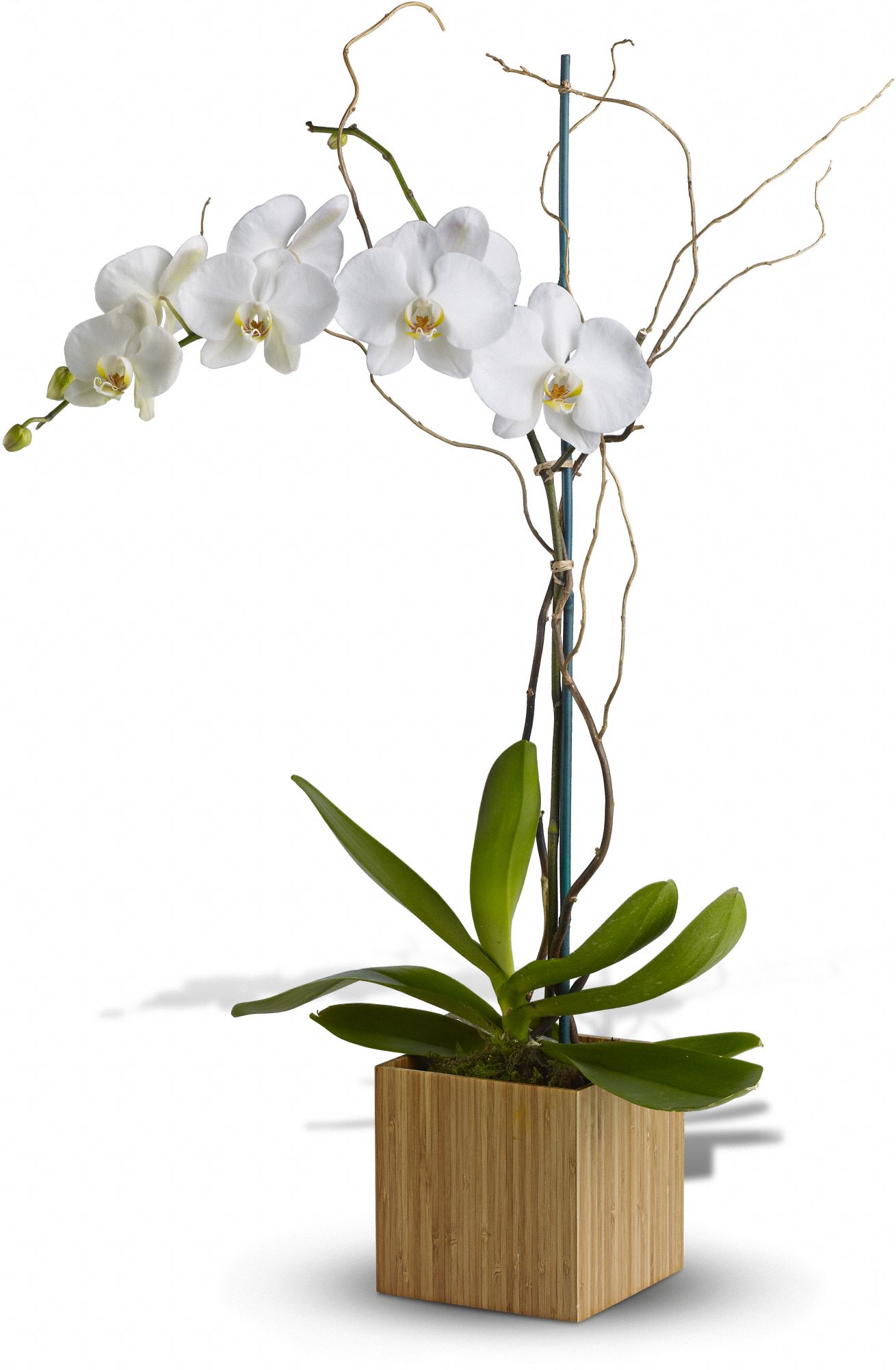 Teleflora's Bamboo Shangri-La Flowers