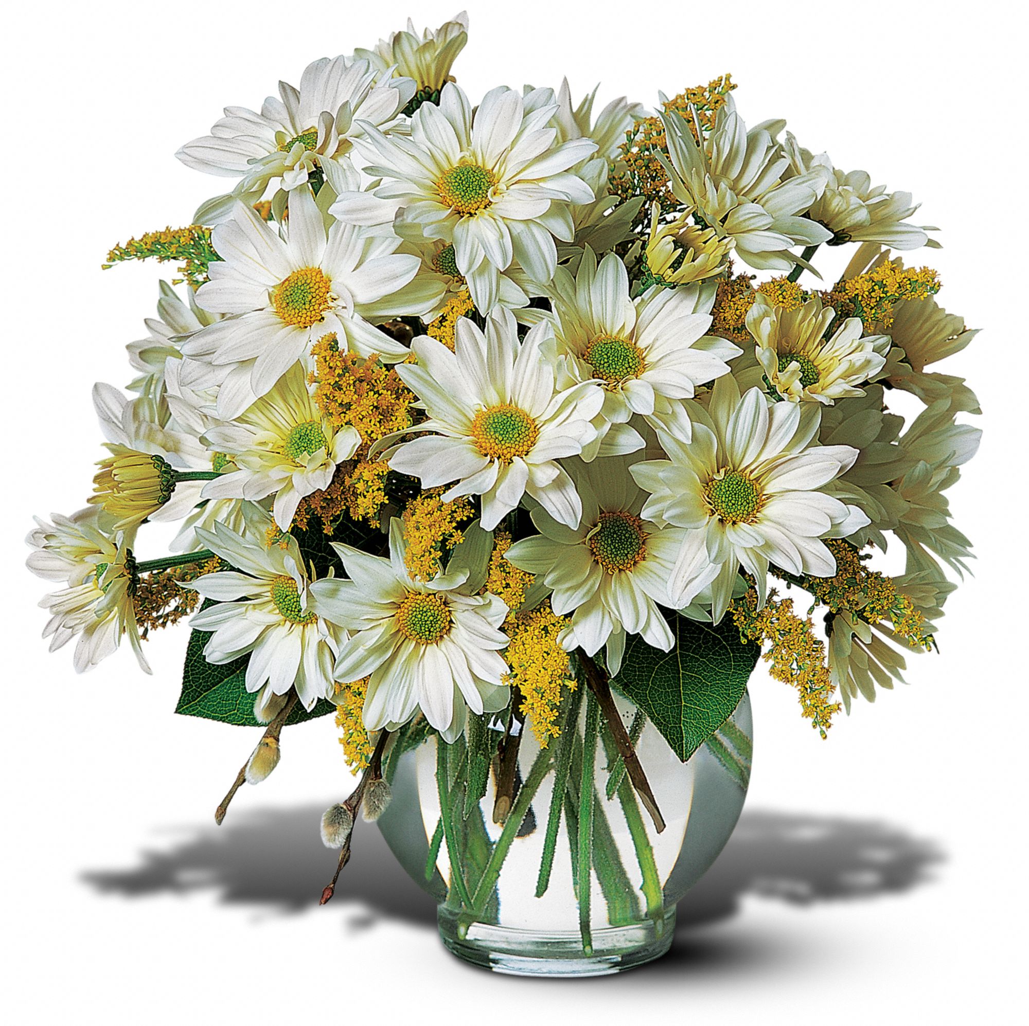 Daisy Cheer, picture