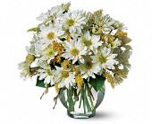 Grigg's Flowers, Carlsbad, New Mexico - Daisy Cheer, picture