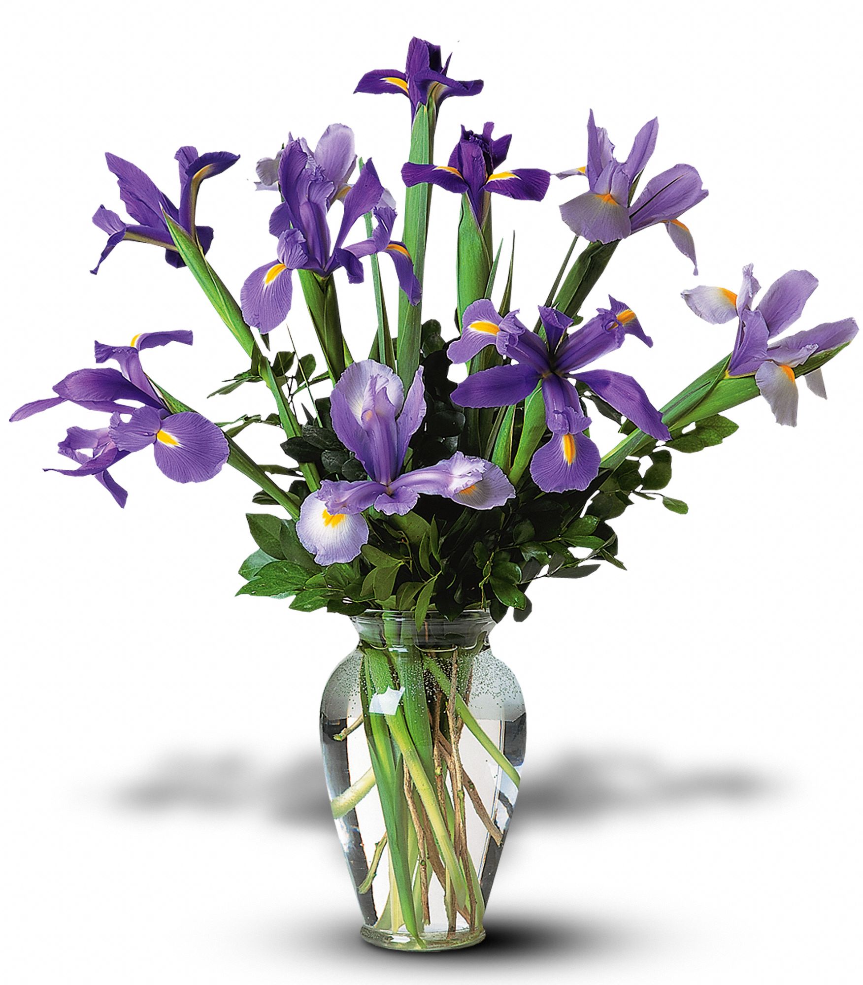 Incredible Iris graphic