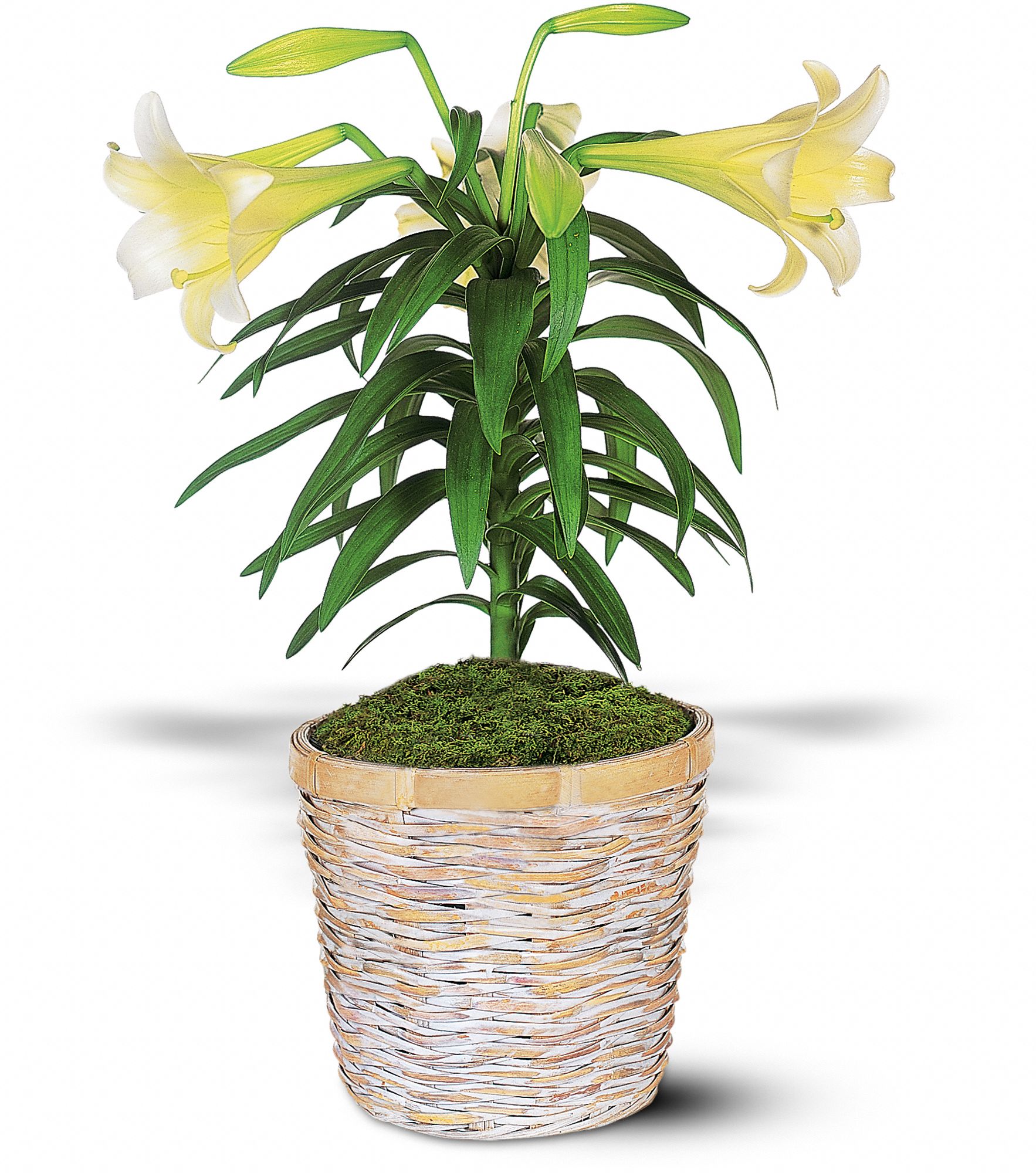 Easter Lily Plant graphic
