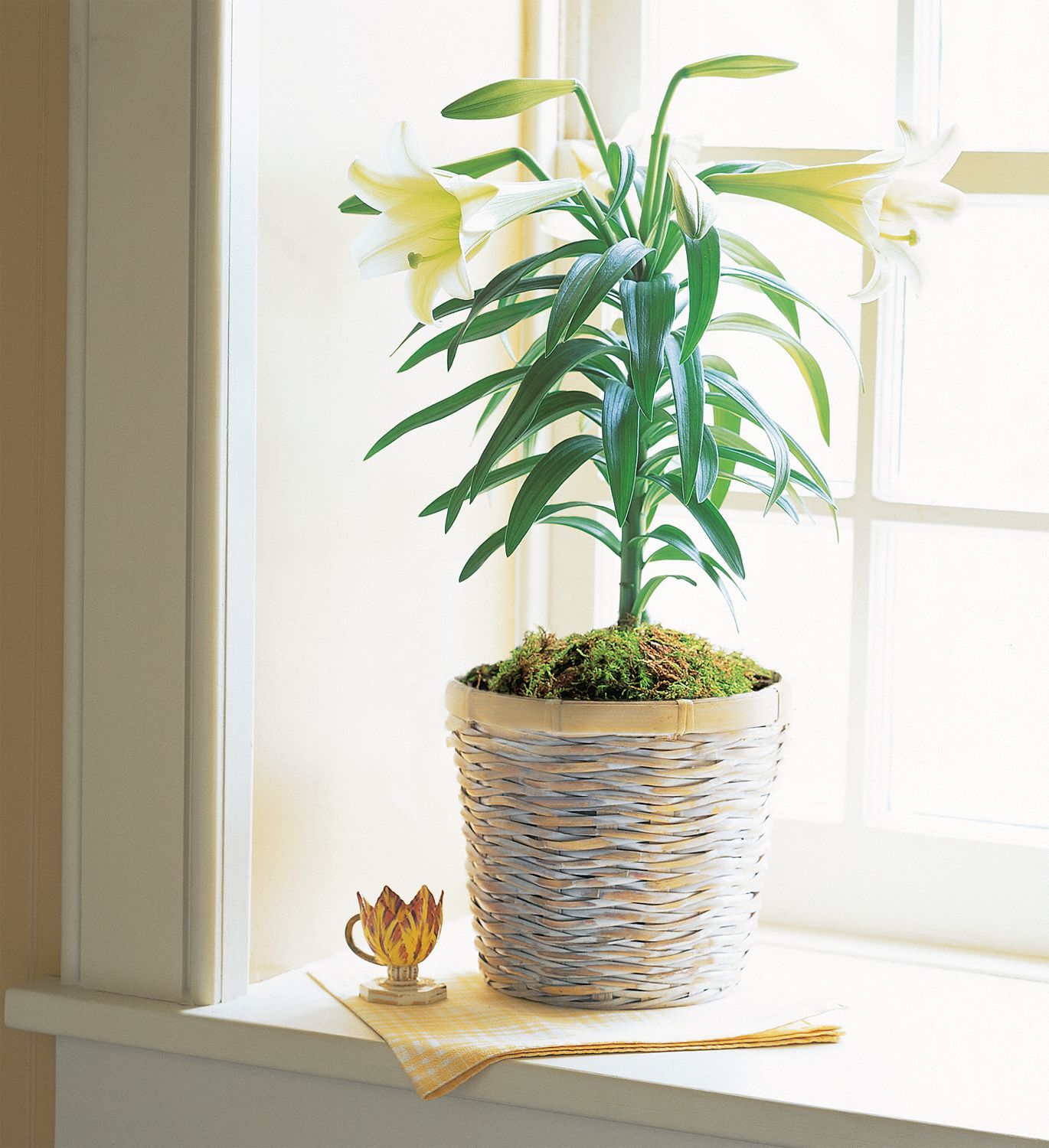Easter Lily Plant Flowers