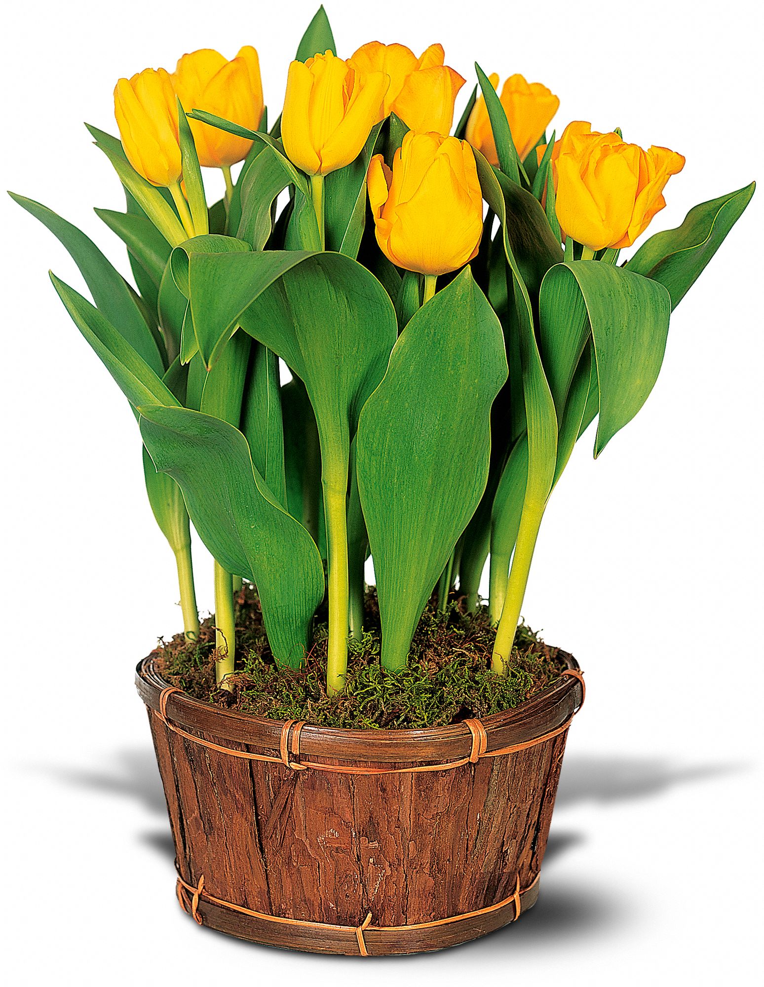 Potted Yellow Tulips in New Port Richey&nbsp;FL, Cottage Florist Of Trinity