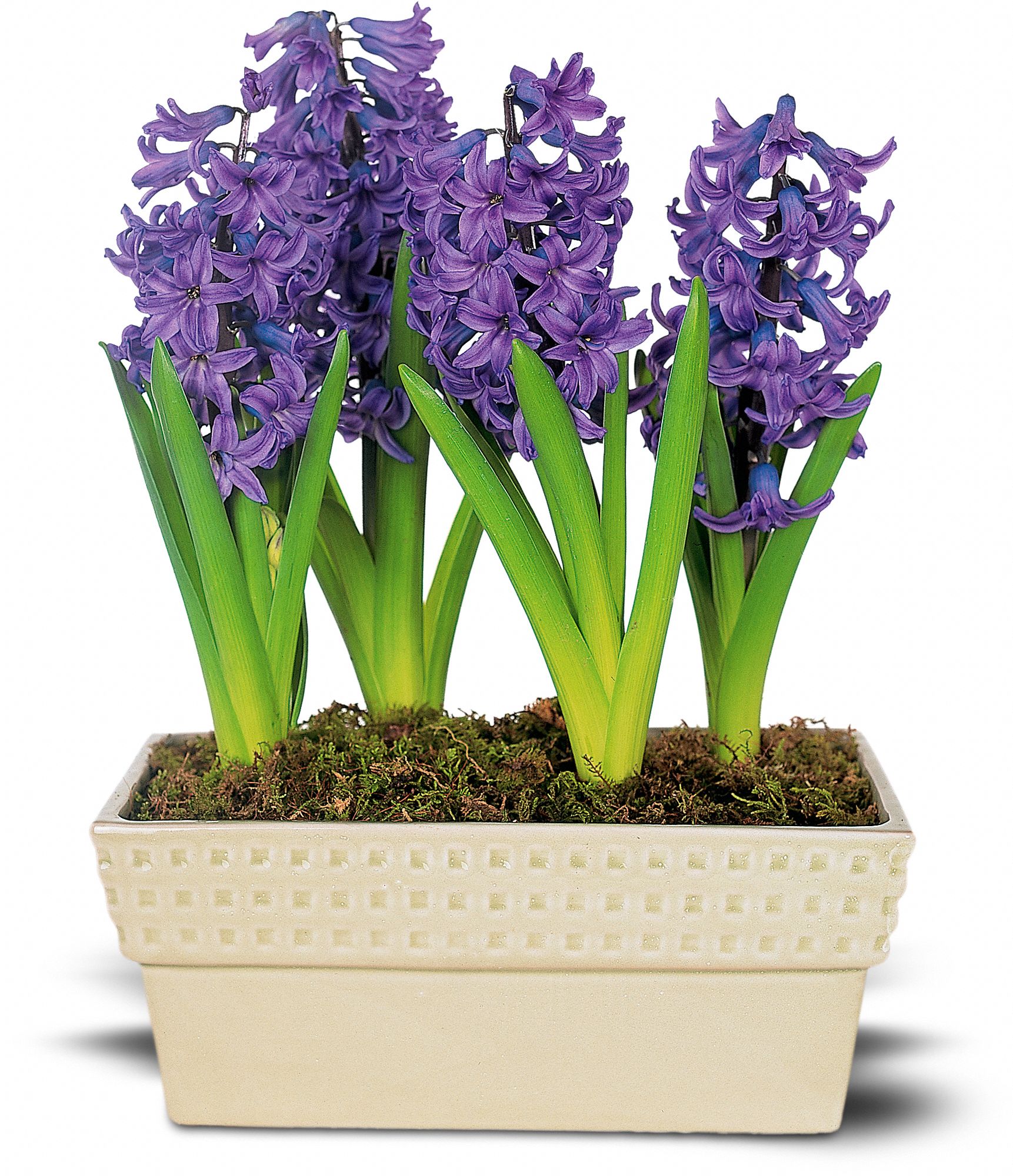 Hyacinth Planter in New Port Richey&nbsp;FL, Cottage Florist Of Trinity