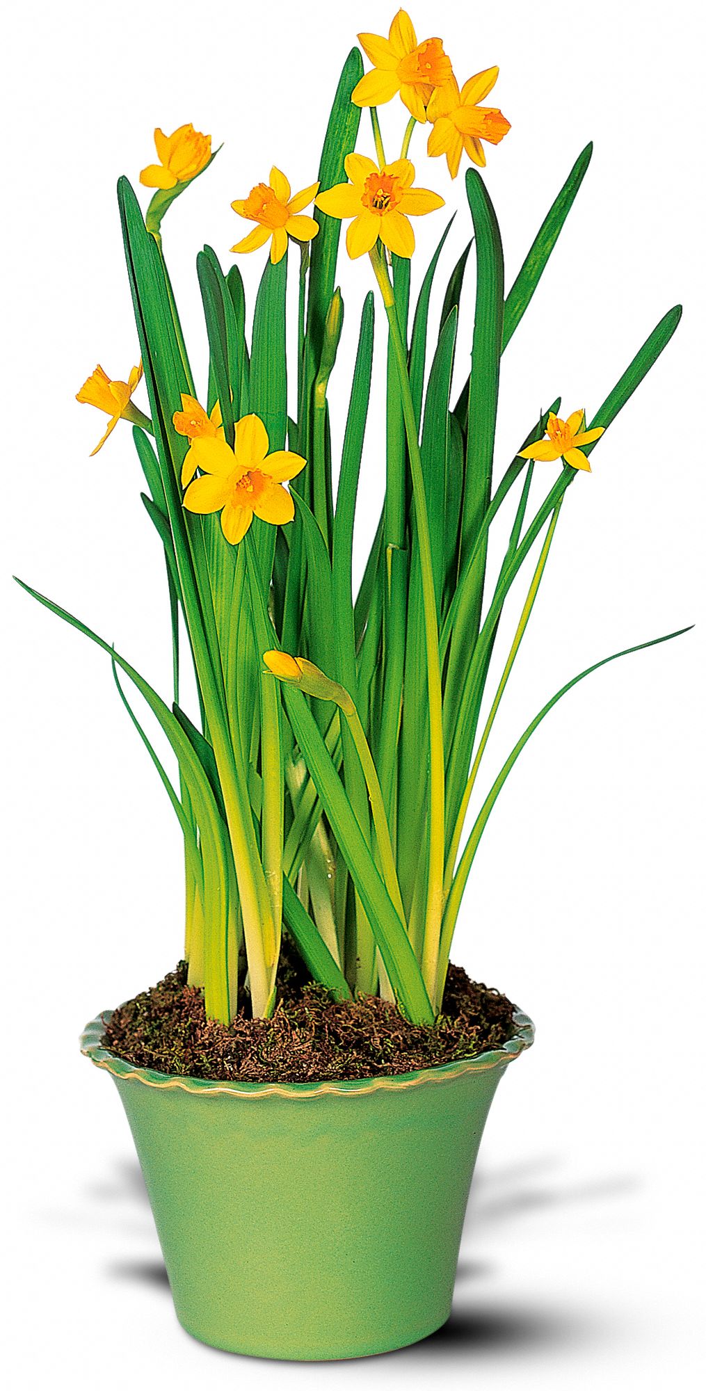 Narcissus Plant in New Port Richey&nbsp;FL, Cottage Florist Of Trinity