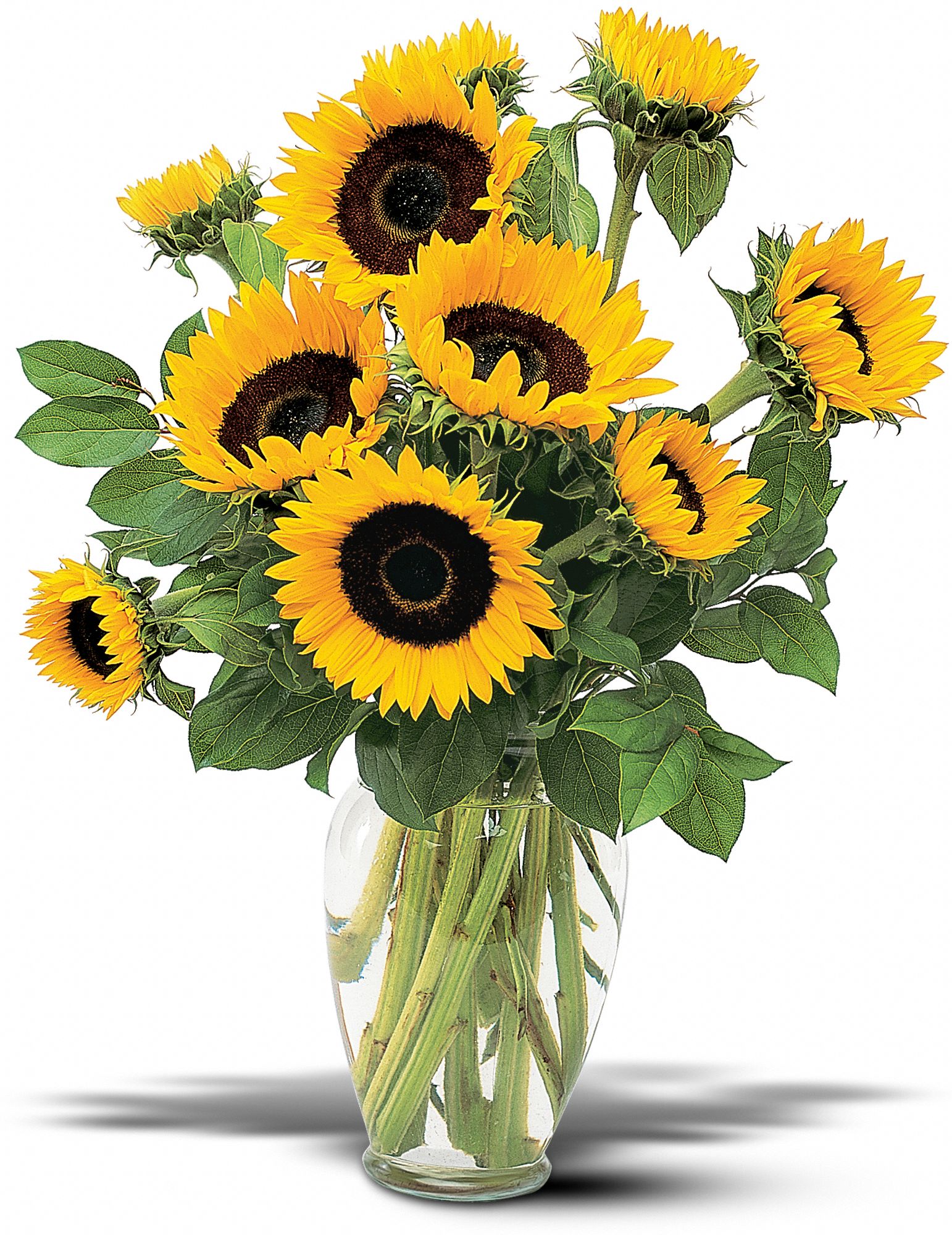 Shining Sunflowers, picture