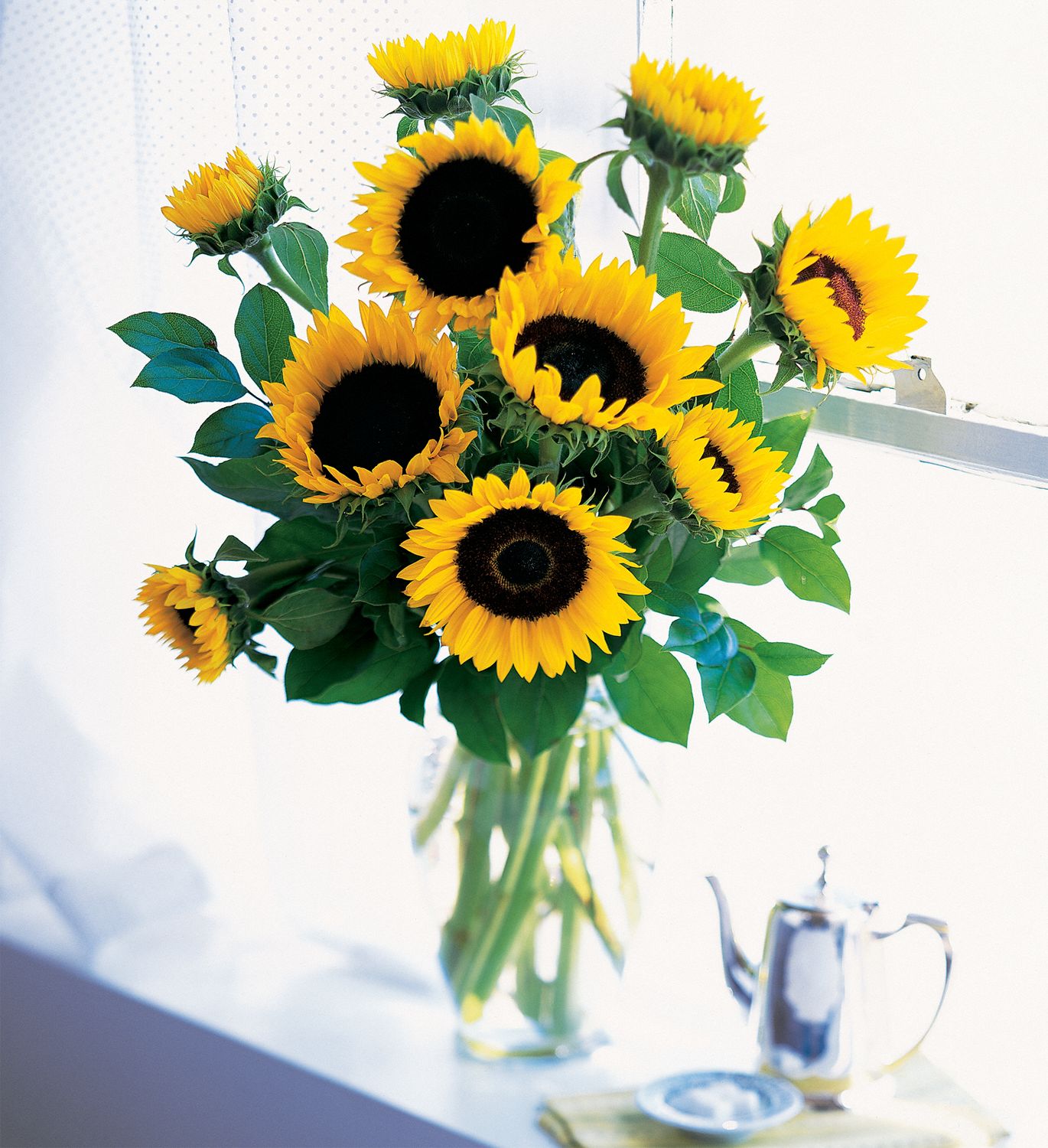Shining Sun Flowers