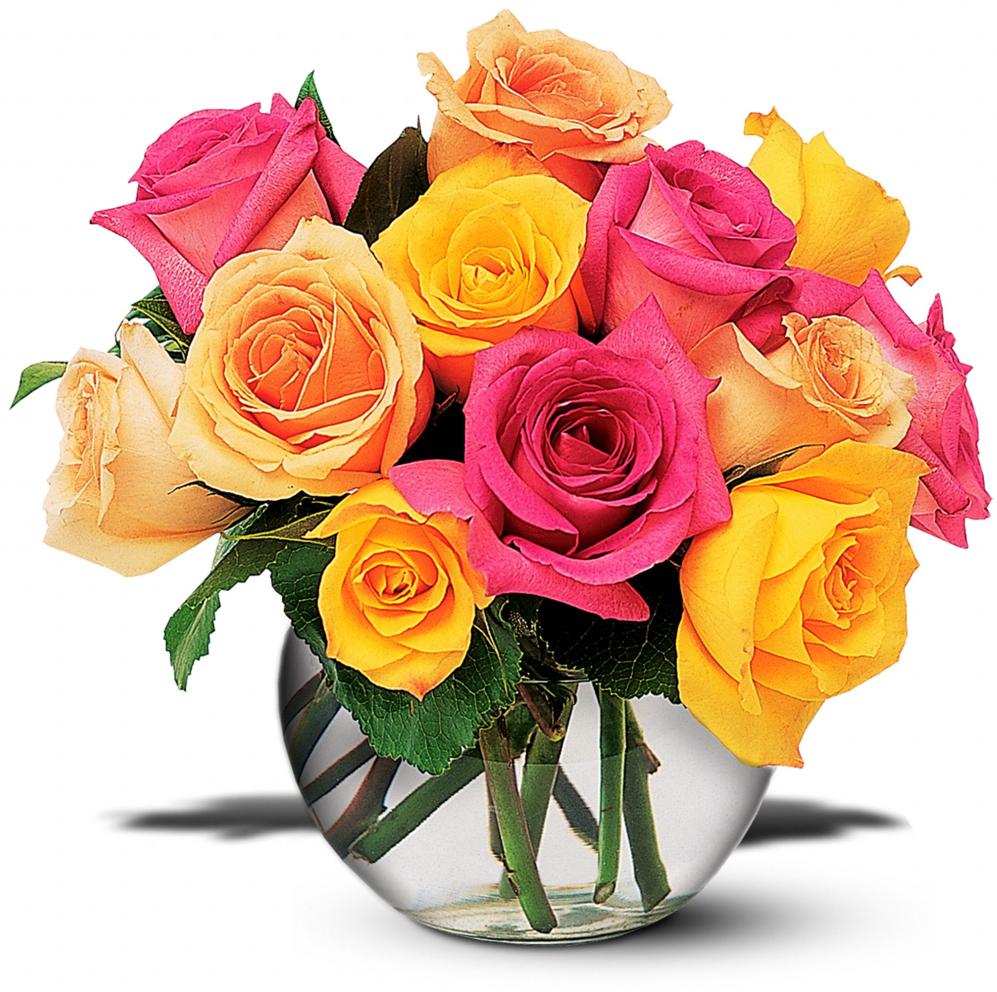 Multi-Colored Roses, picture