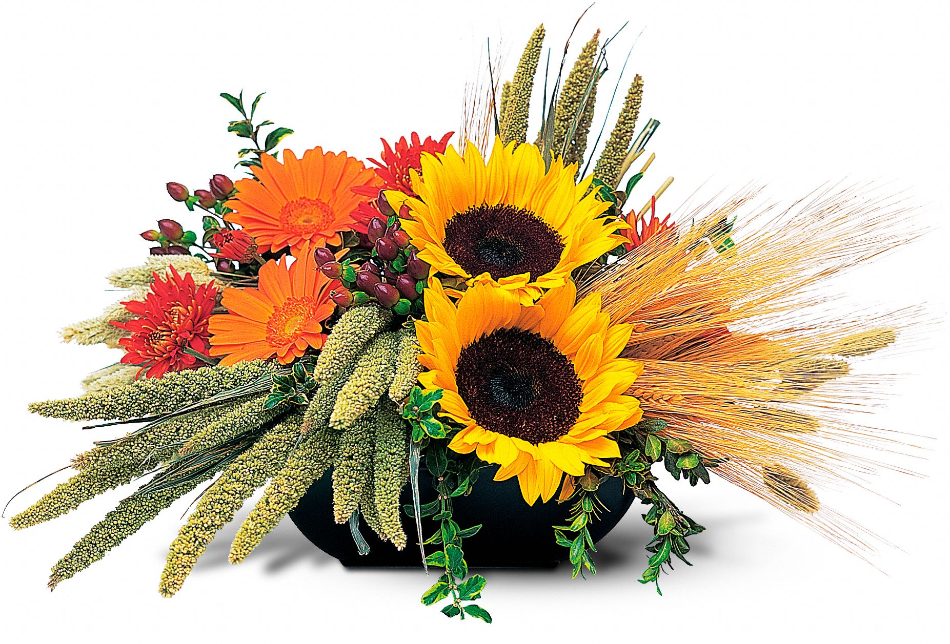 Sunflower Harvest in Plaistow&nbsp;NH, Leith Flower, Plant & Gift Shop