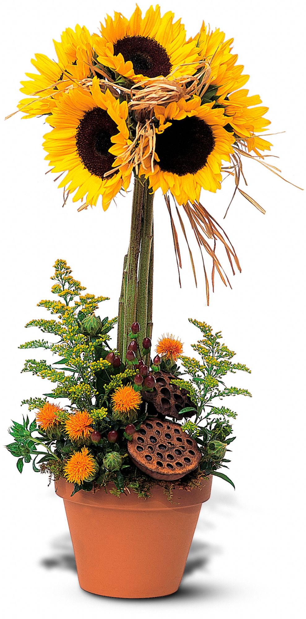 Sunflower Topiary in Plaistow&nbsp;NH, Leith Flower, Plant & Gift Shop