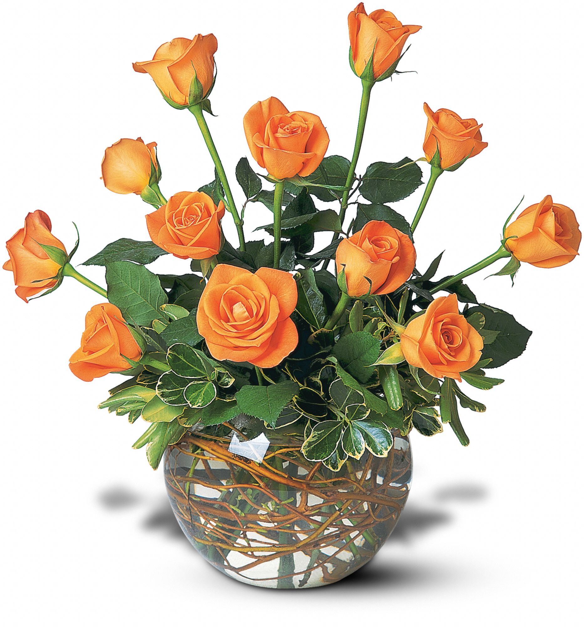 A Dozen Orange Roses, picture