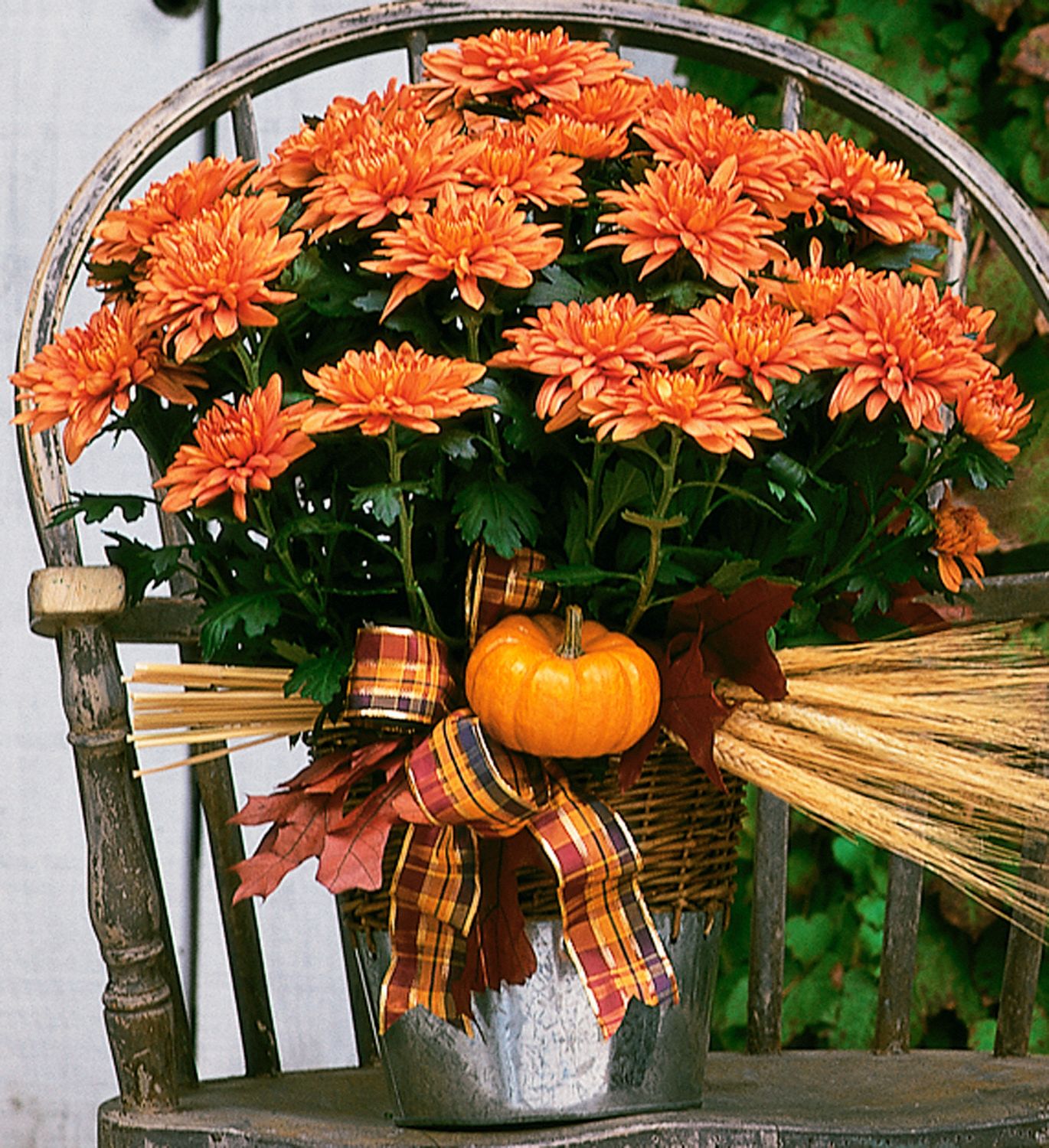 Bronze Cushion Mum Plant