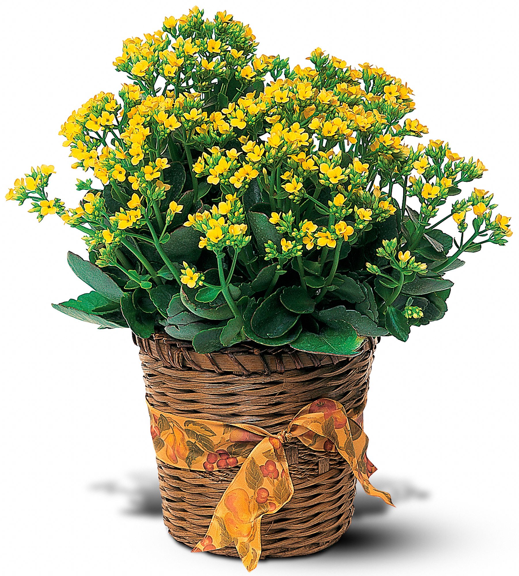 Vivid Yellow Kalanchoe Plant, picture