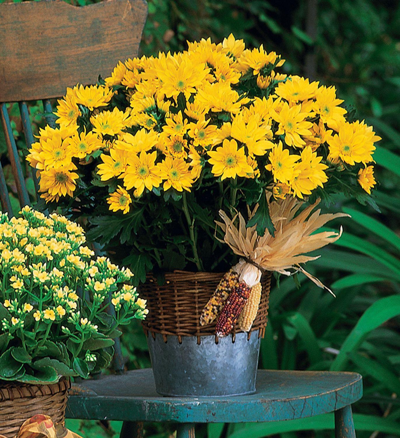 Harvest Yellow Daisy Plant Flowers