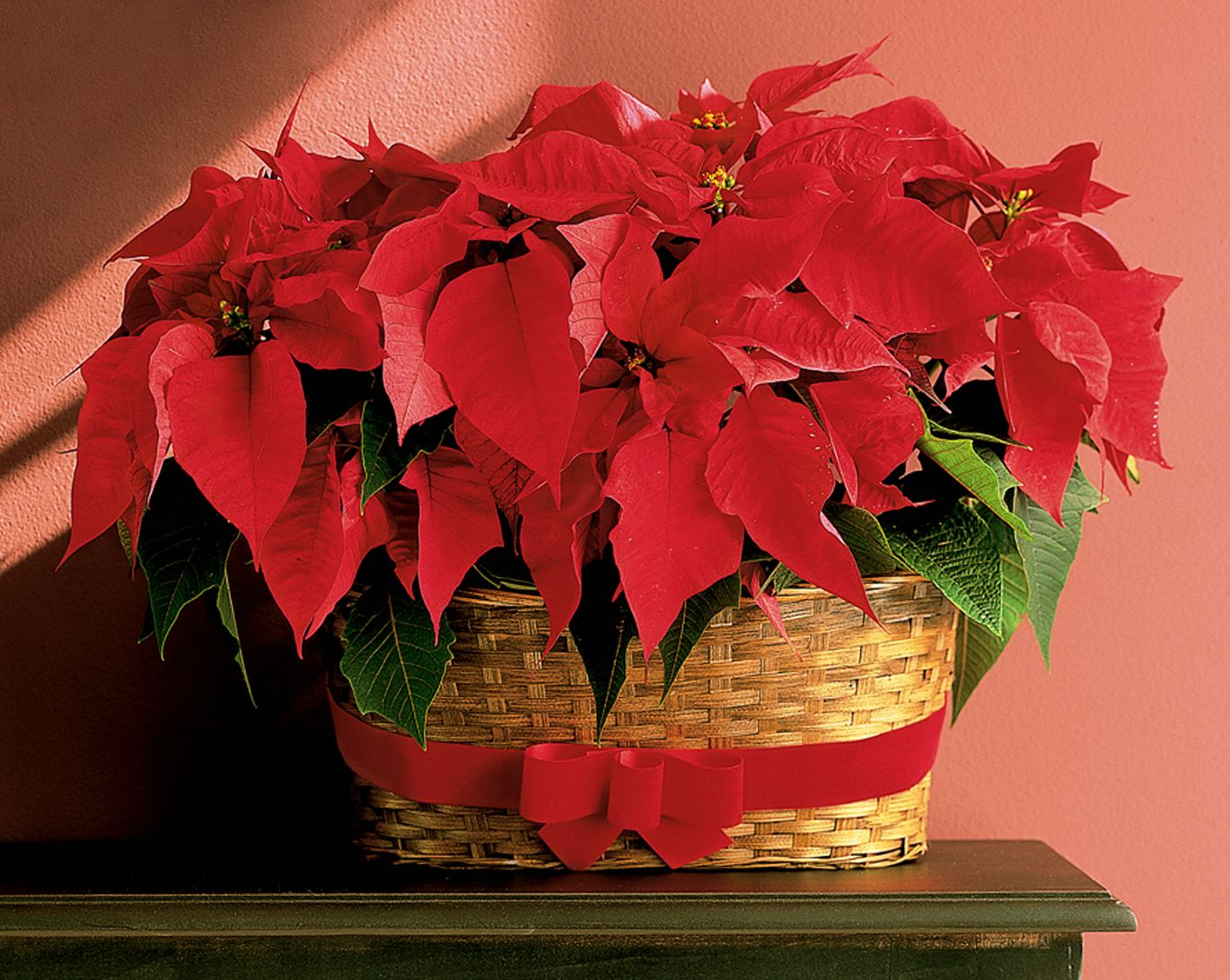 Double Poinsettia Basket