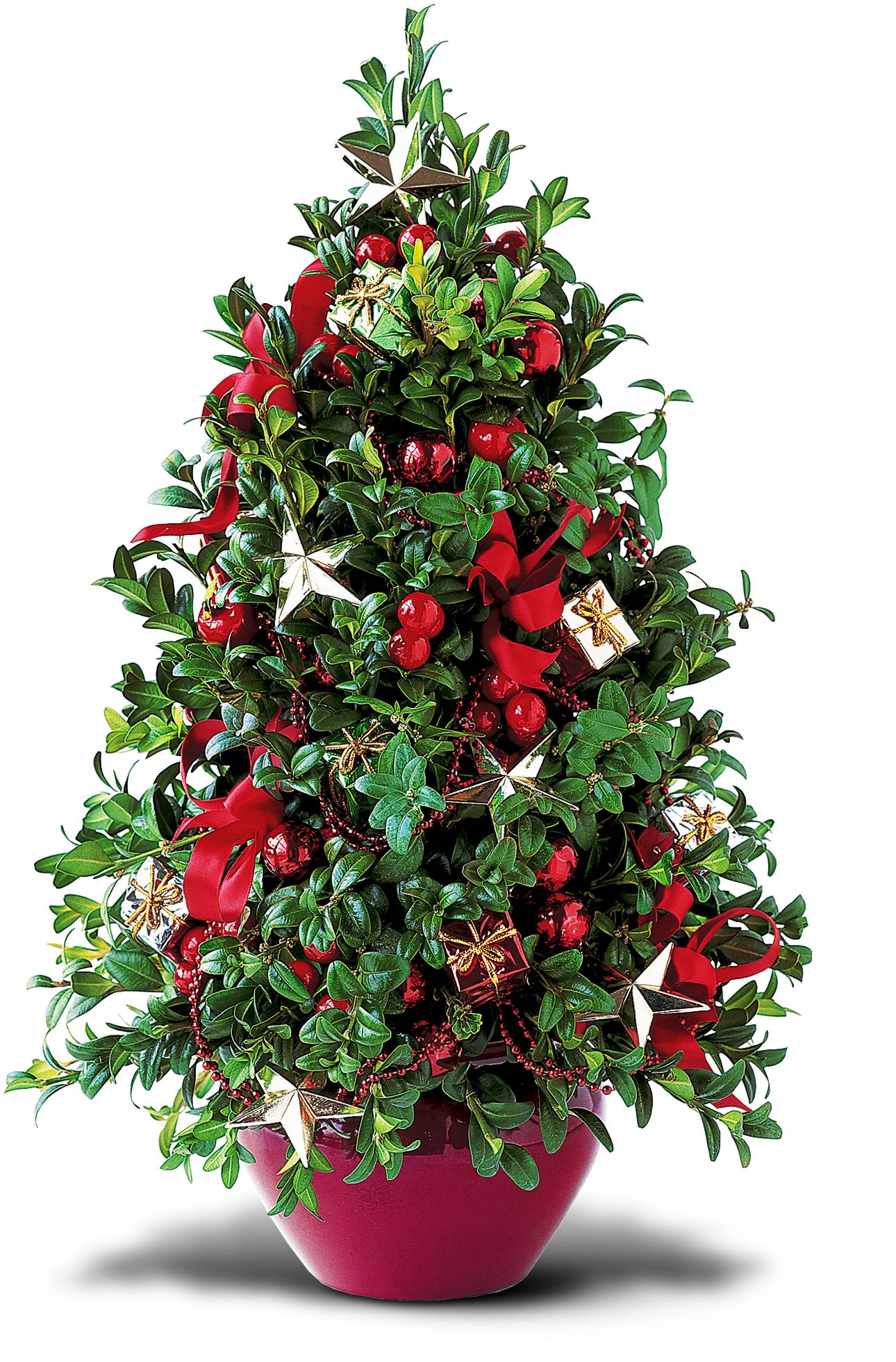 Boxwood Tree