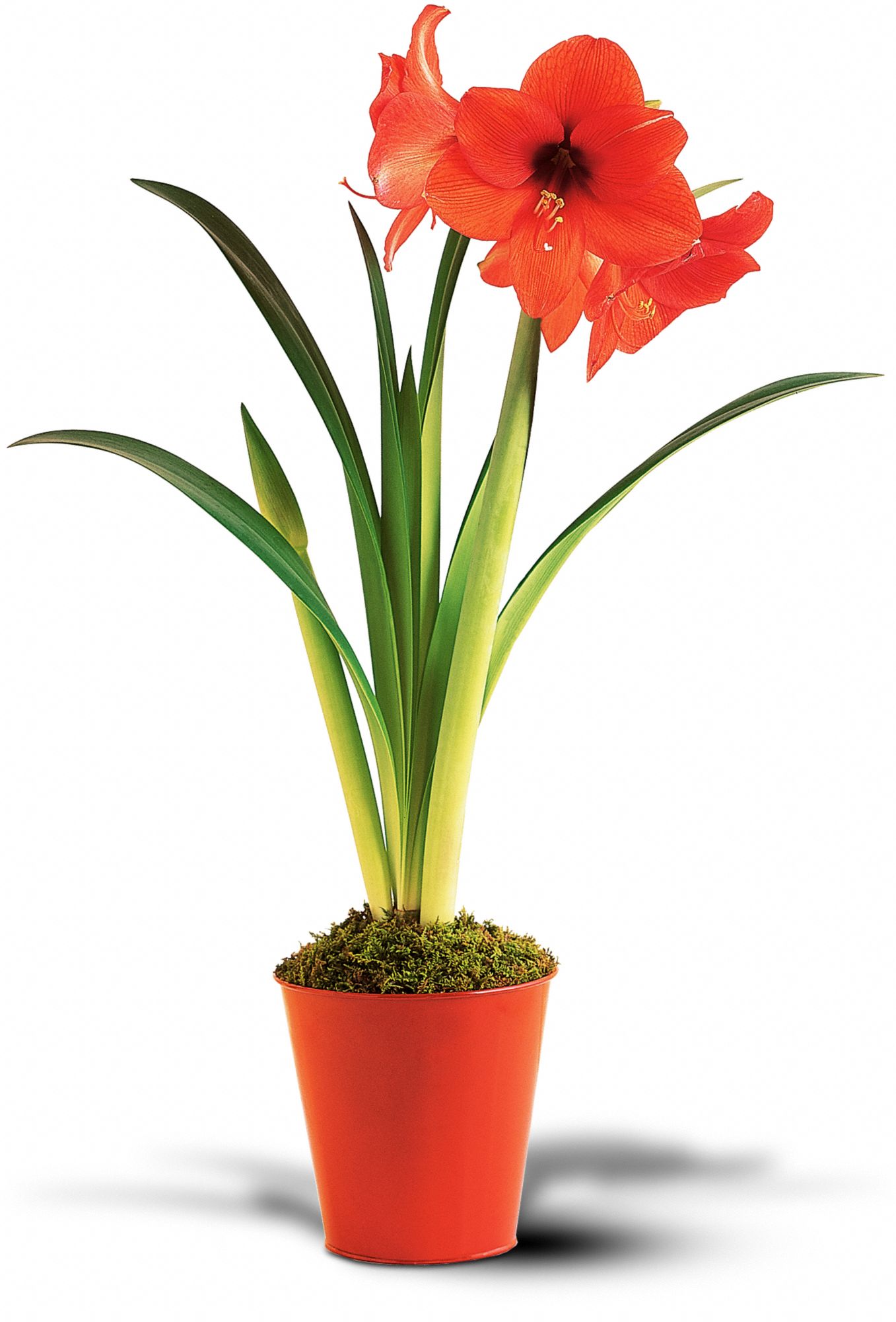 Amaryllis Plant in New Port Richey&nbsp;FL, Cottage Florist Of Trinity