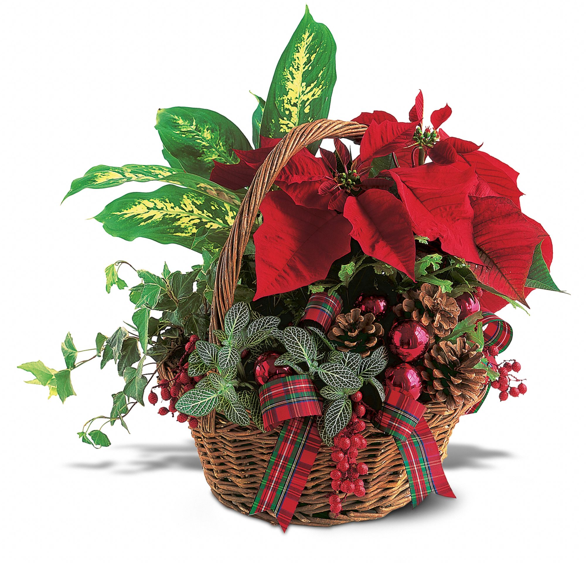 Holiday Planter Basket in New Port Richey&nbsp;FL, Cottage Florist Of Trinity