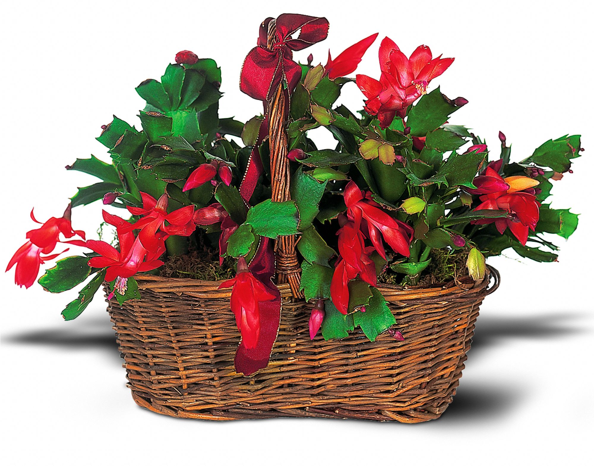 Christmas Cactus in Redlands&nbsp;CA, Christina loves... The Bloom Room
