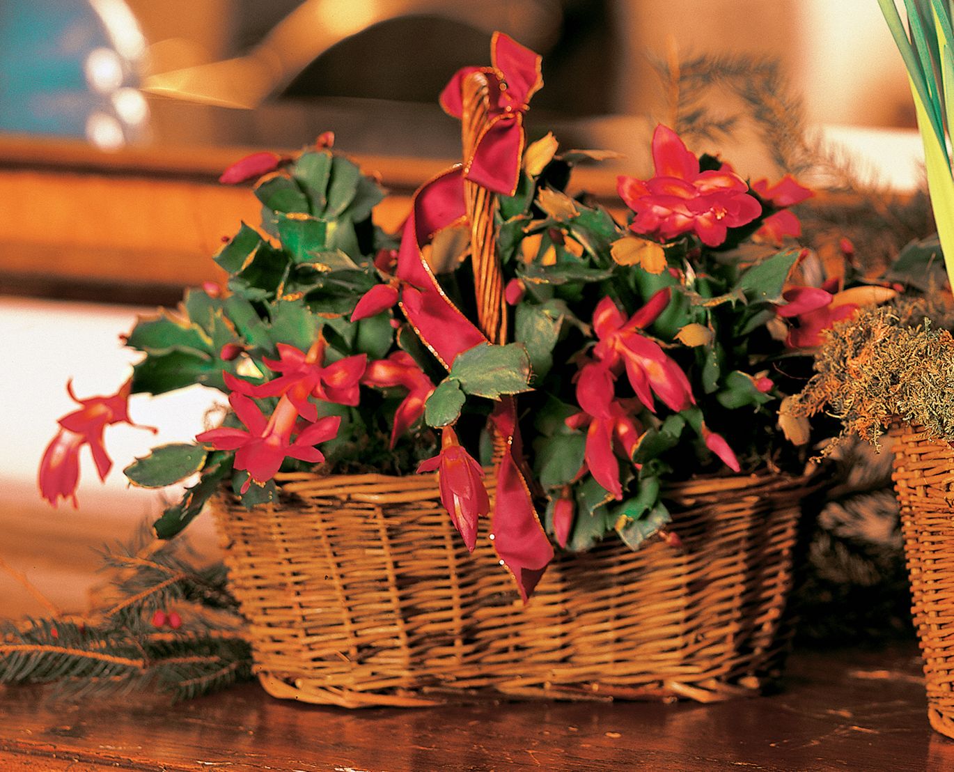 Christmas Cactus Flowers