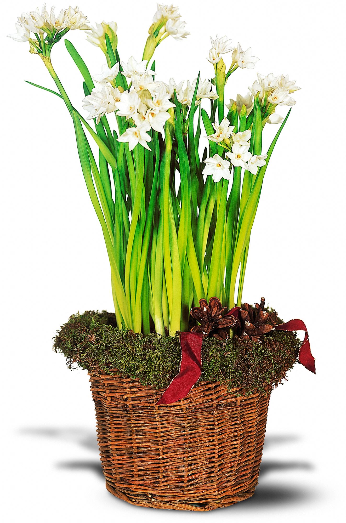 Paperwhite Narcissus in New Port Richey&nbsp;FL, Cottage Florist Of Trinity